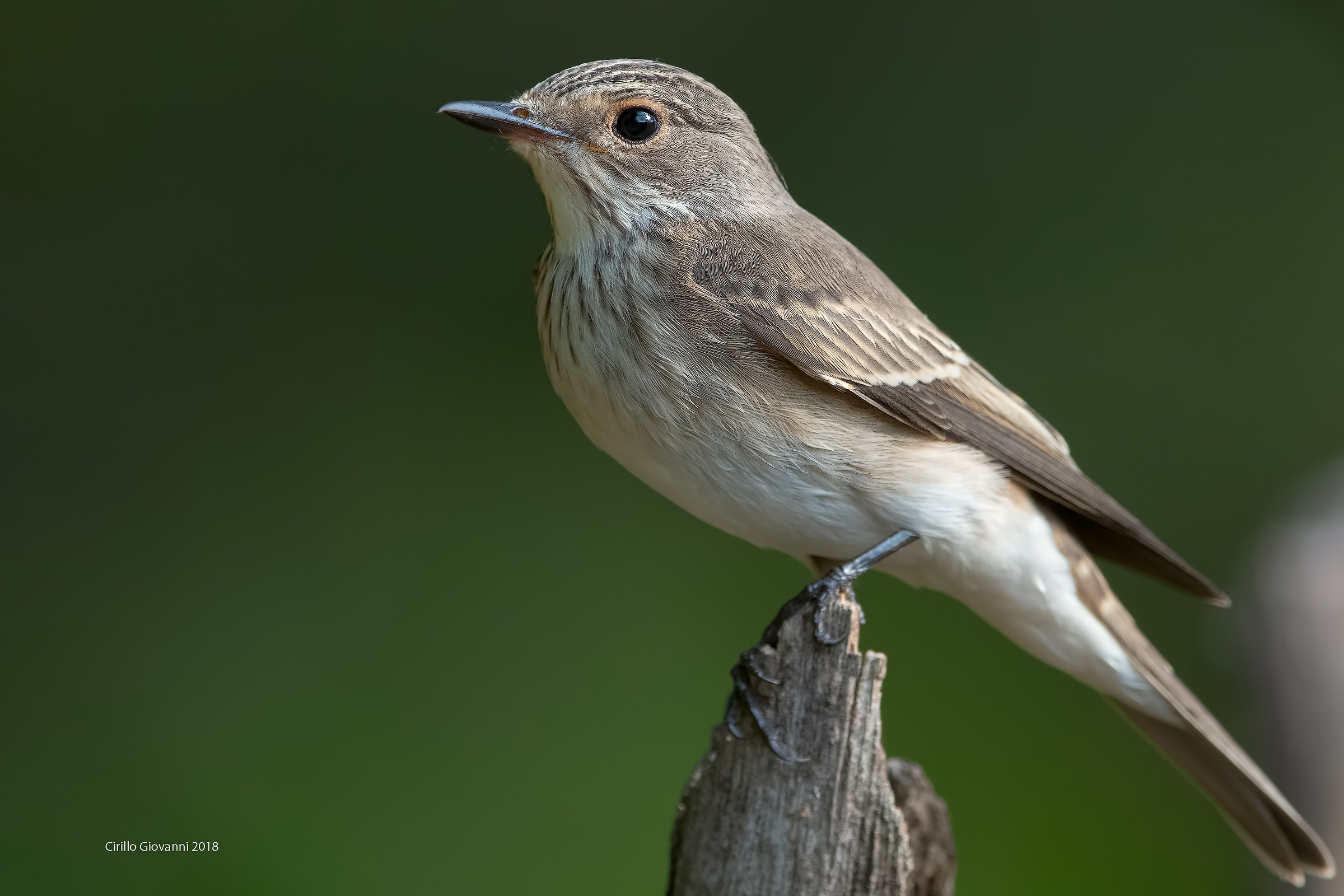 Mr. Pigliamosche, a very welcome visit