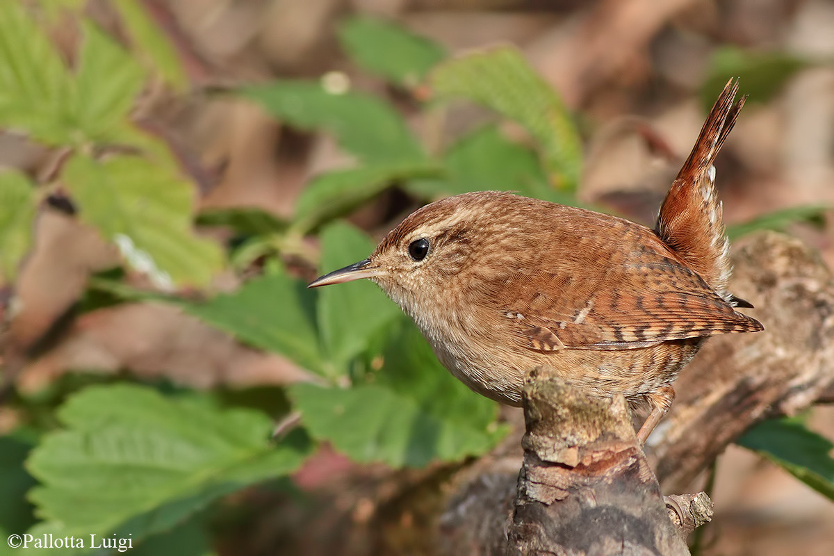 Wren (Troglodytes troglodytes)