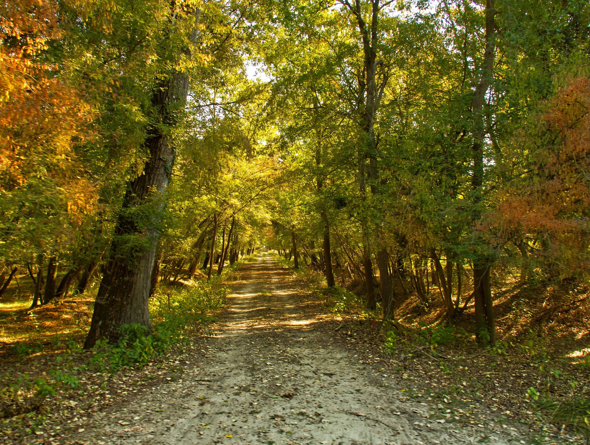Autumn in the Mesola Woods