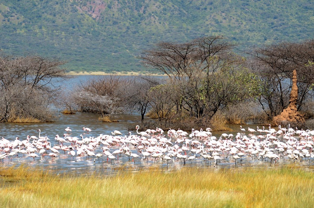 Fenicotteri nel lago Bogoria