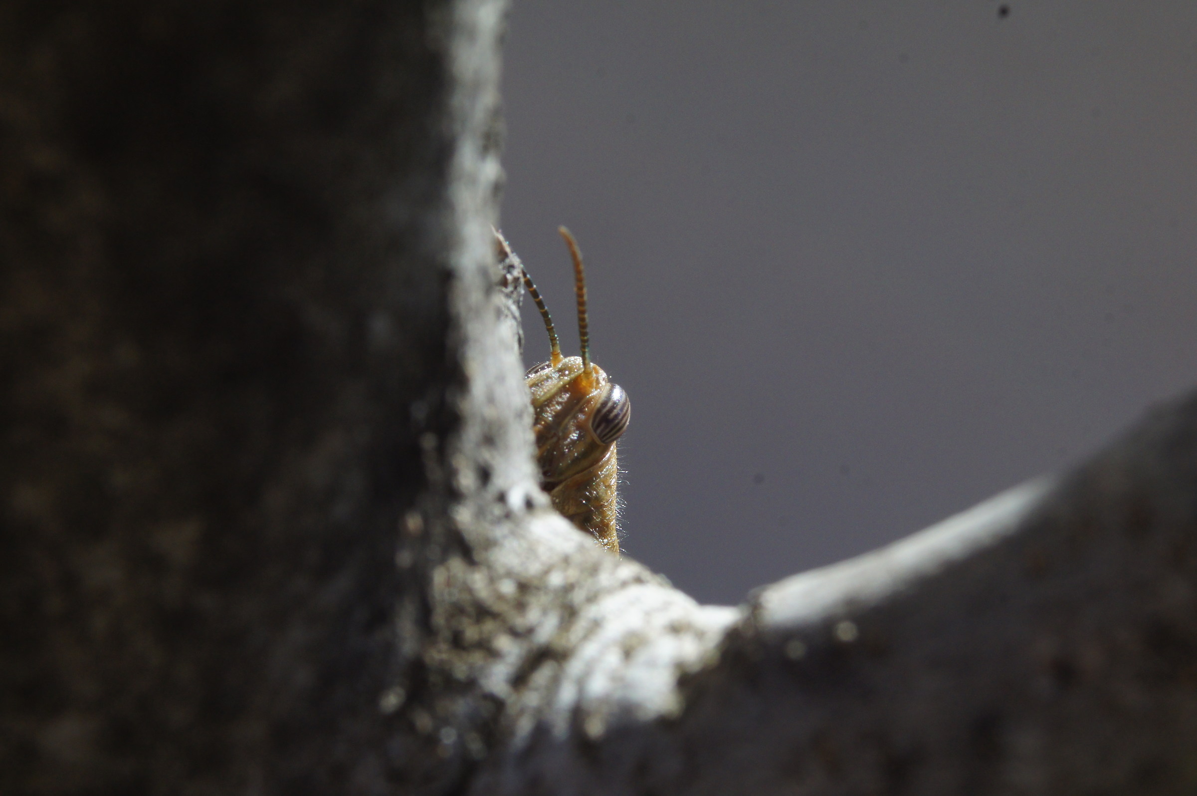 Prudence is never too much