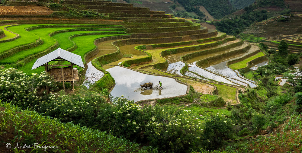 La Pan Tan (Vietnam)