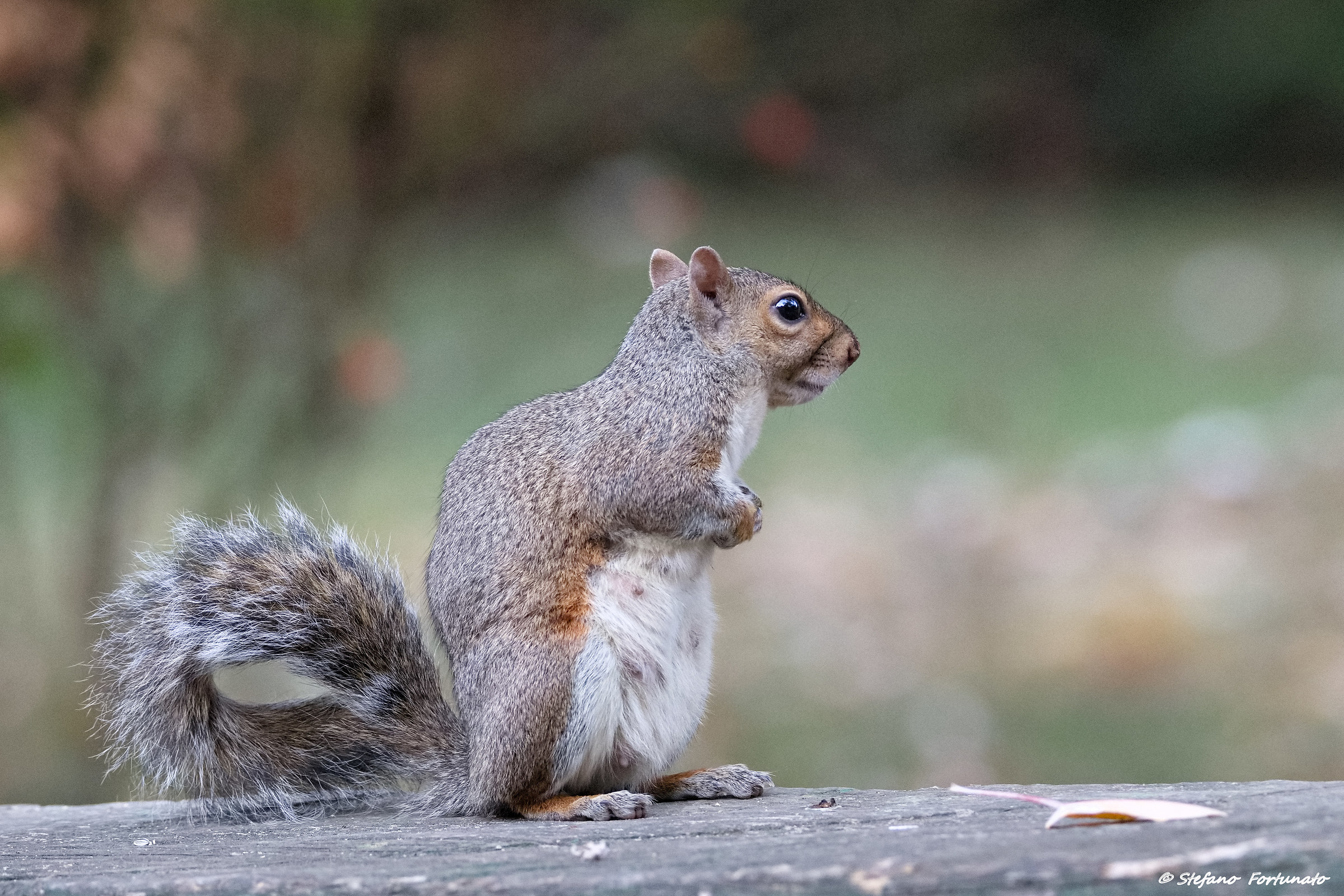 Grey squirrel