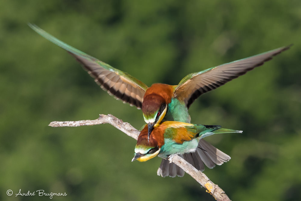 Je t'aime moi non plus