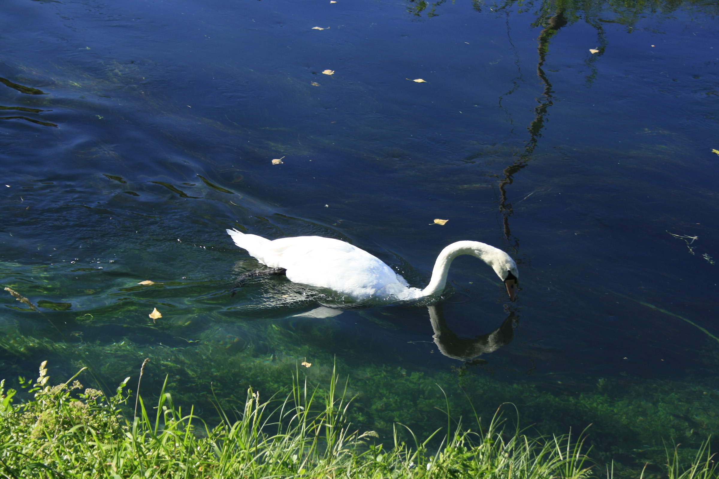 Swan