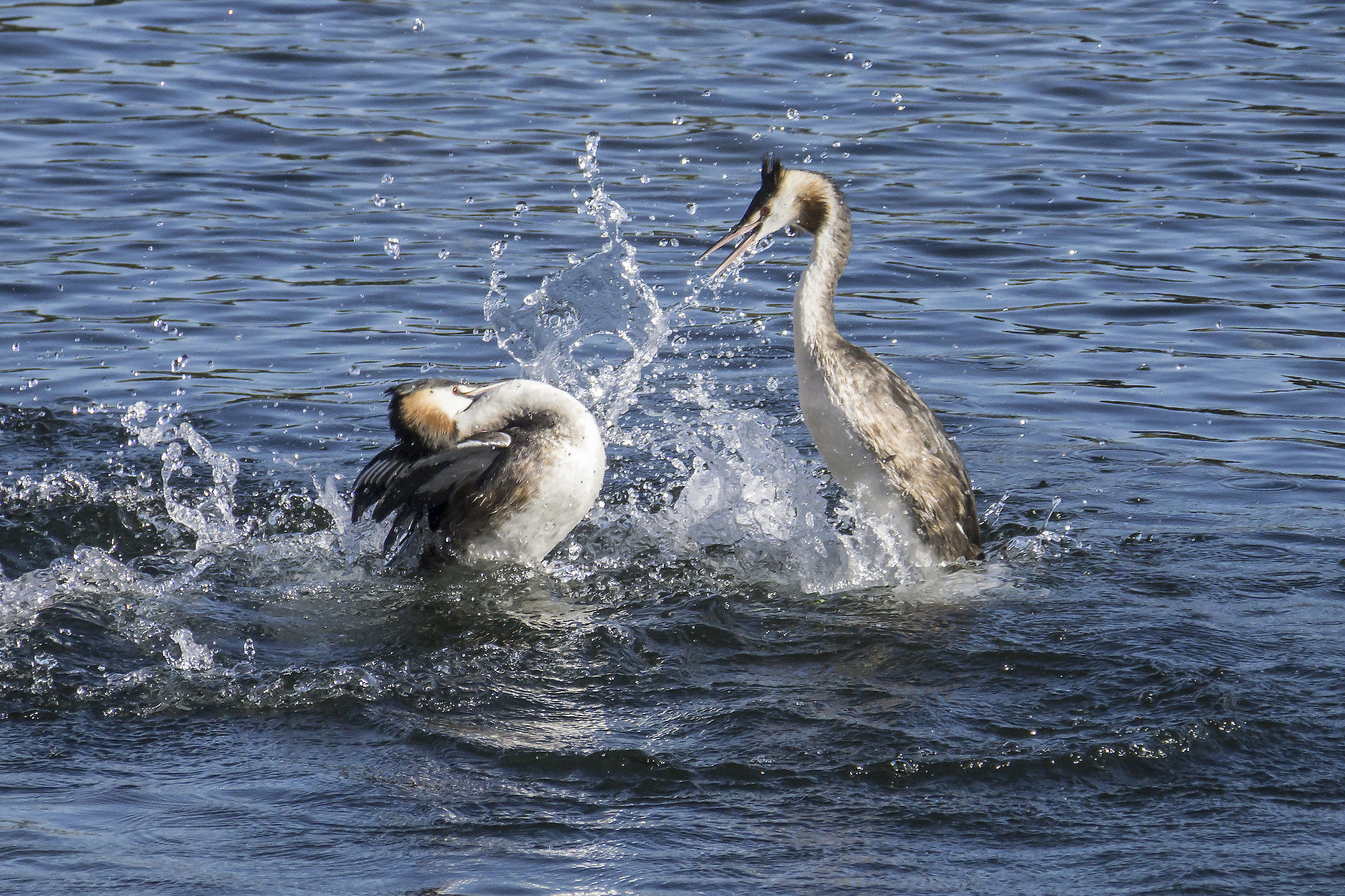 Fight between Loons