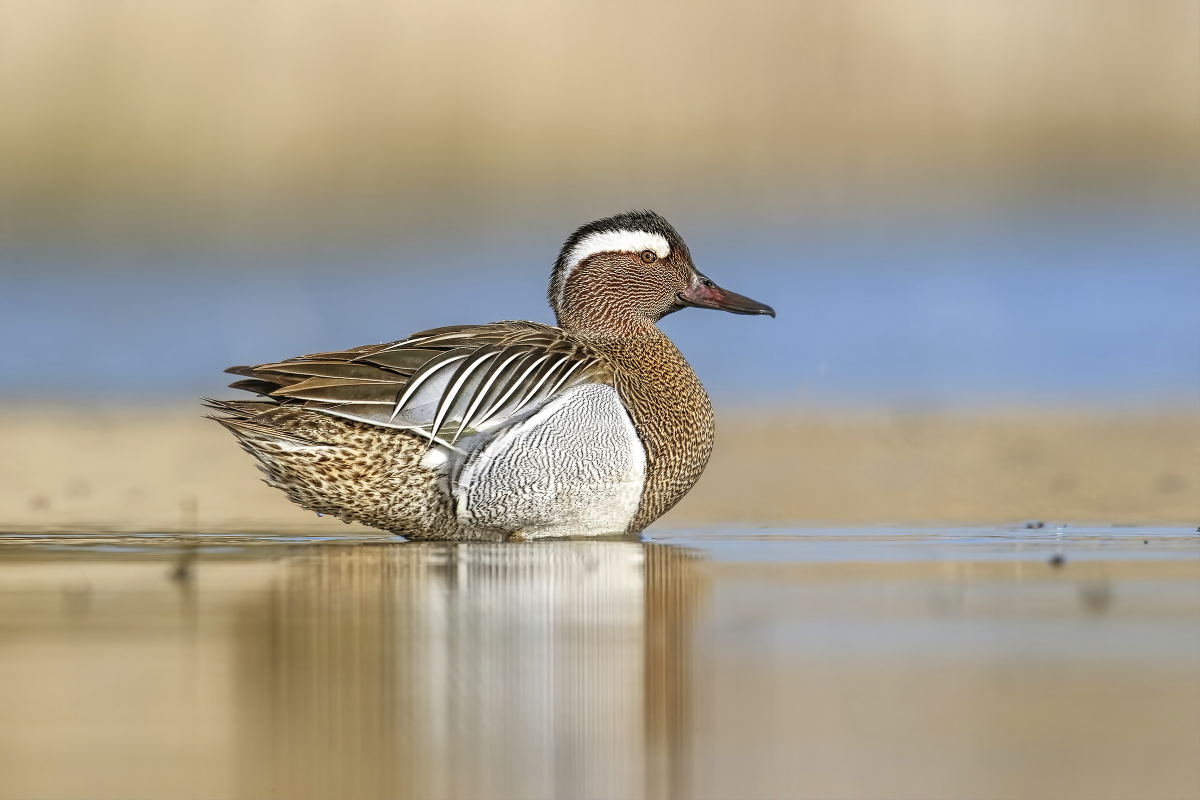 Garganey
