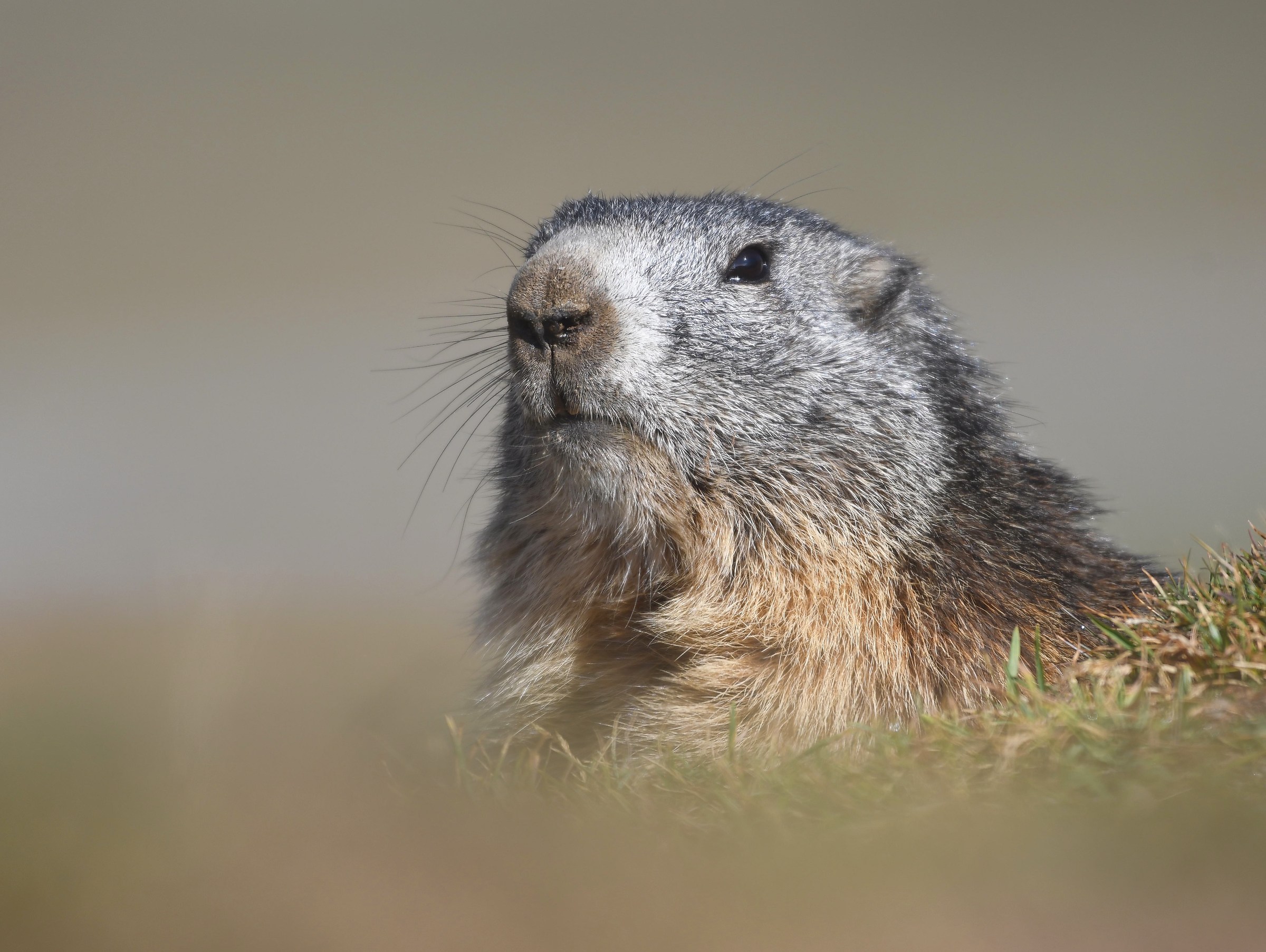 Marmotta Alpina