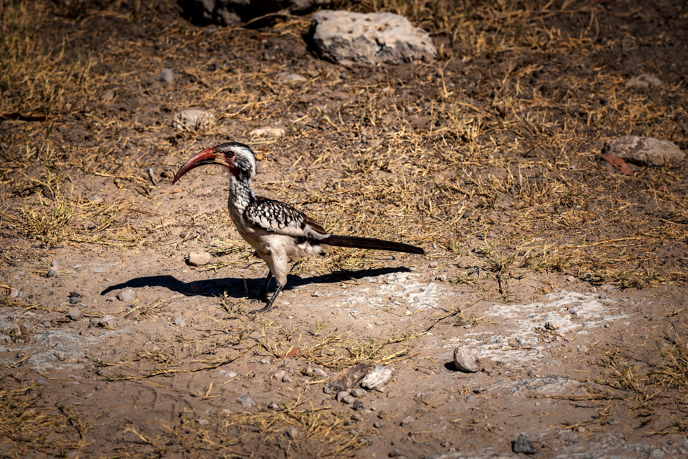 Incontri ravvicinati...