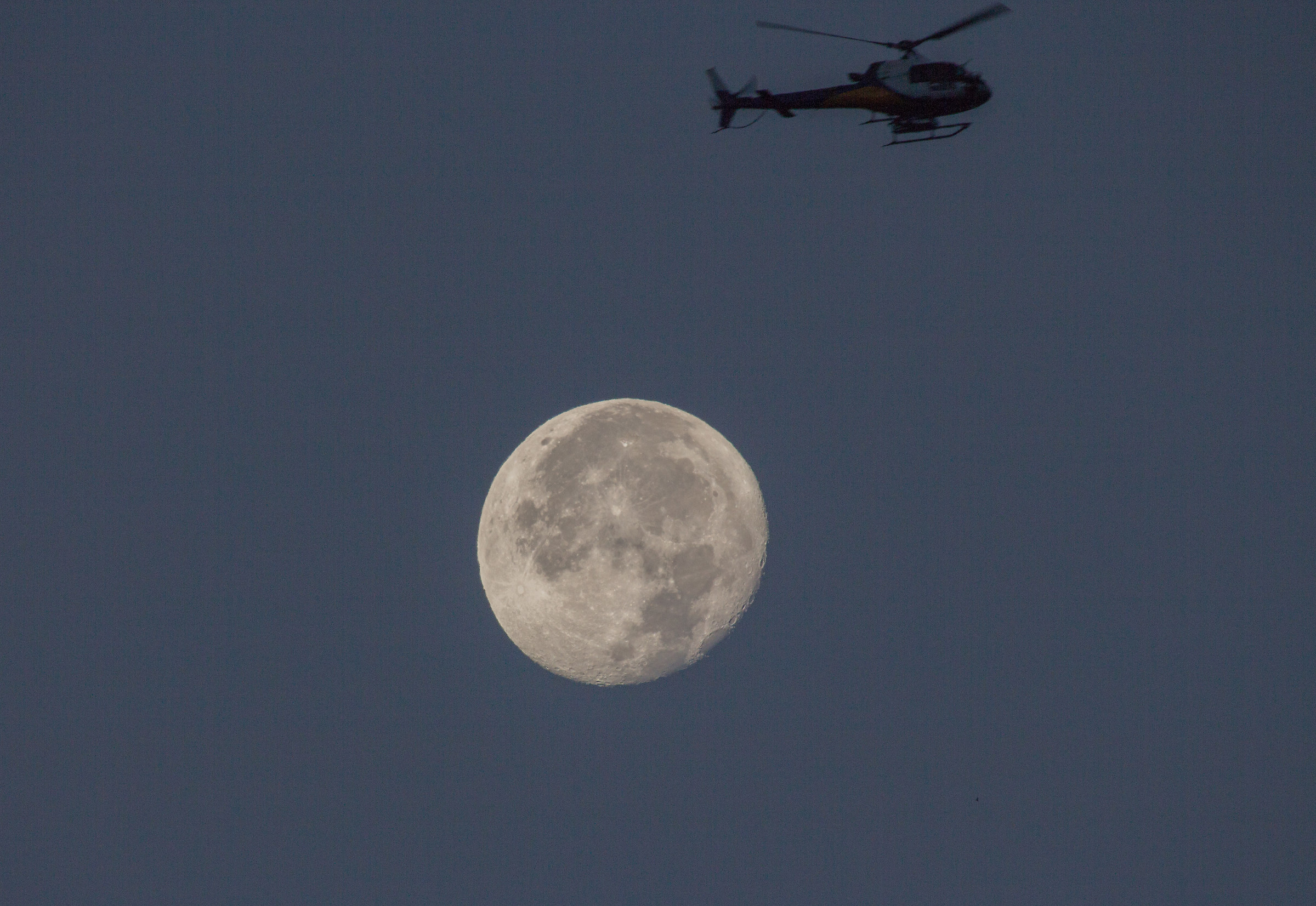Isetti fastidiosi volano intorno alla luna