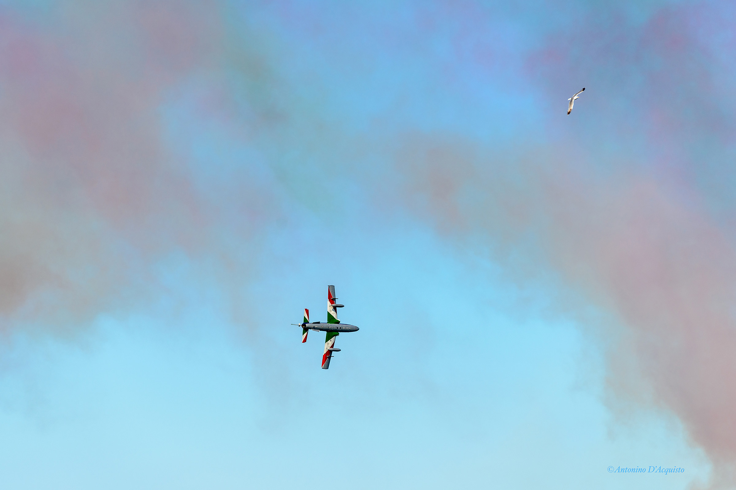 La sfida del gabbiano