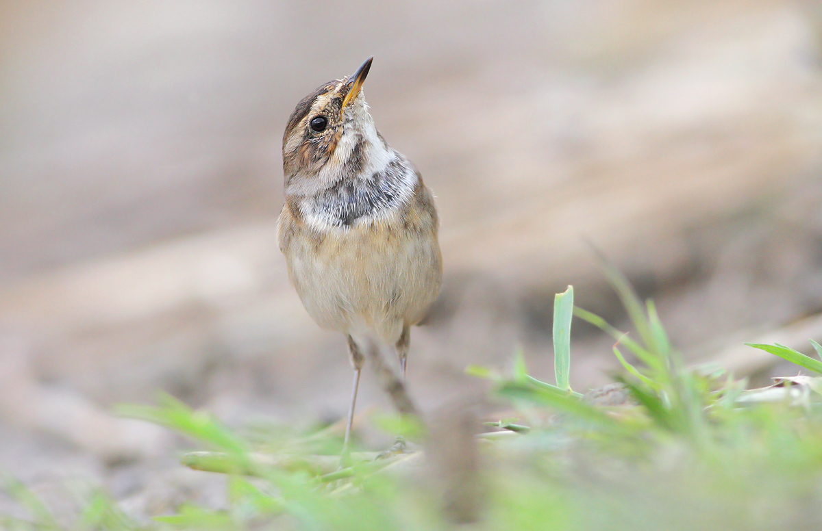 Bluethroat