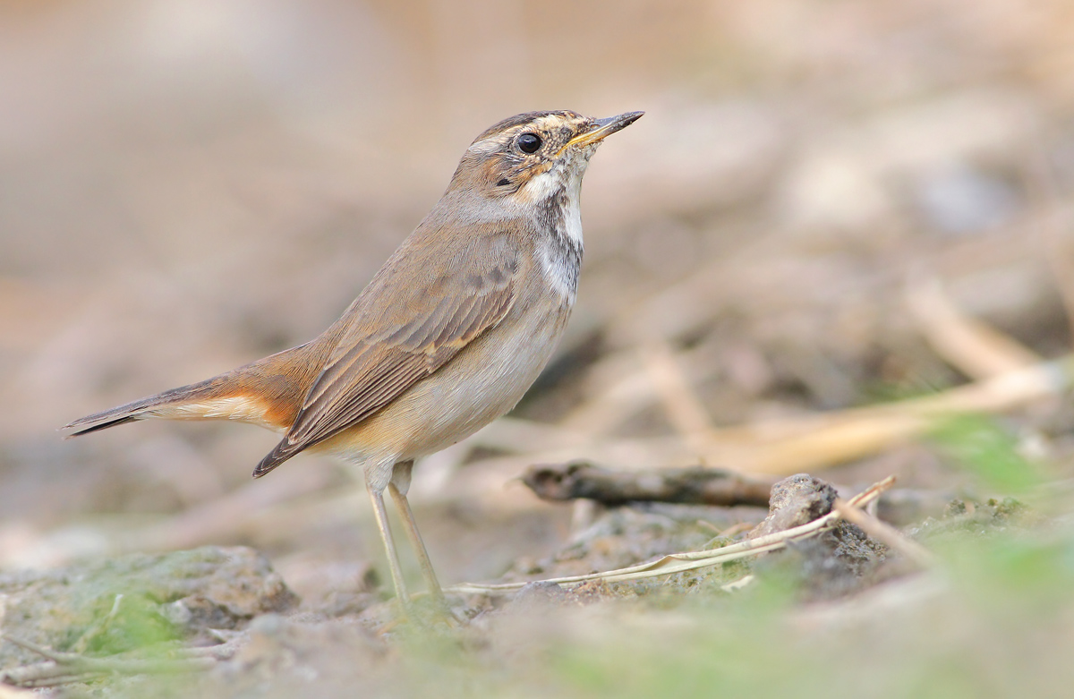 Bluethroat