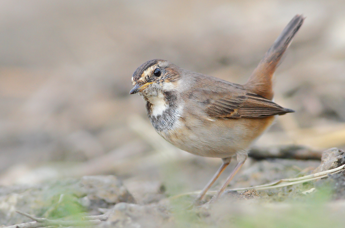 Bluethroat