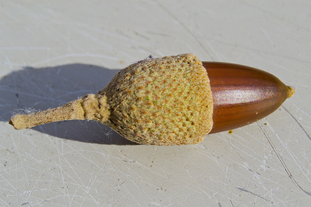 Acorn