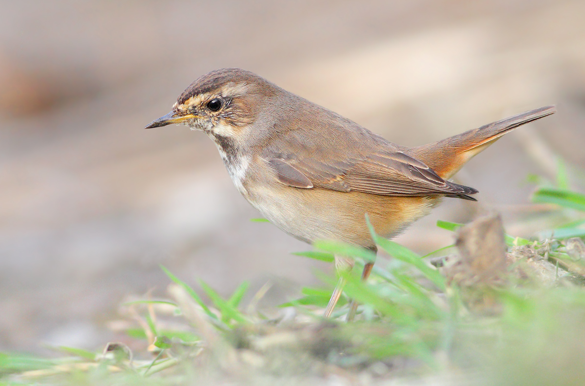 Bluethroat
