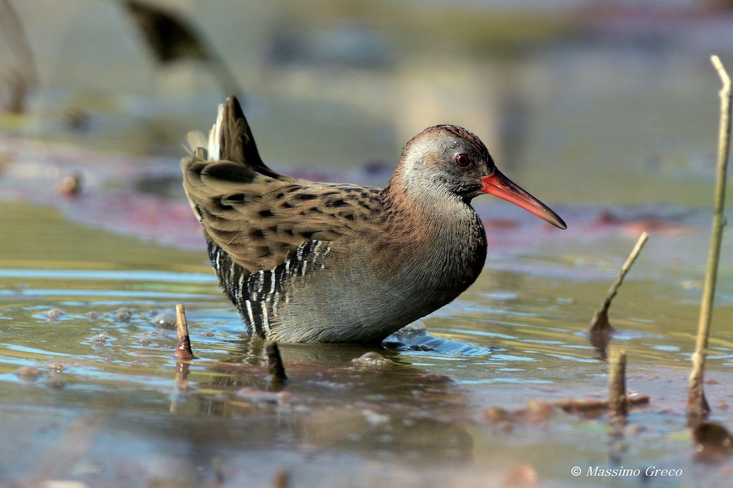 Porciglione - Rallus aquaticus