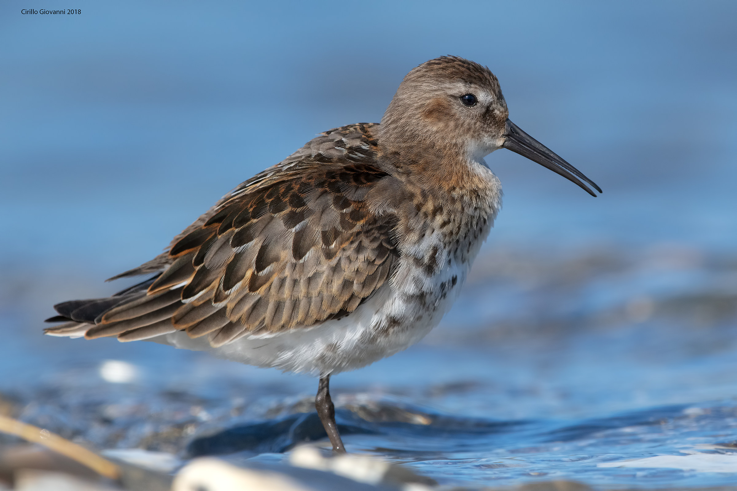 Piovanello pancianera