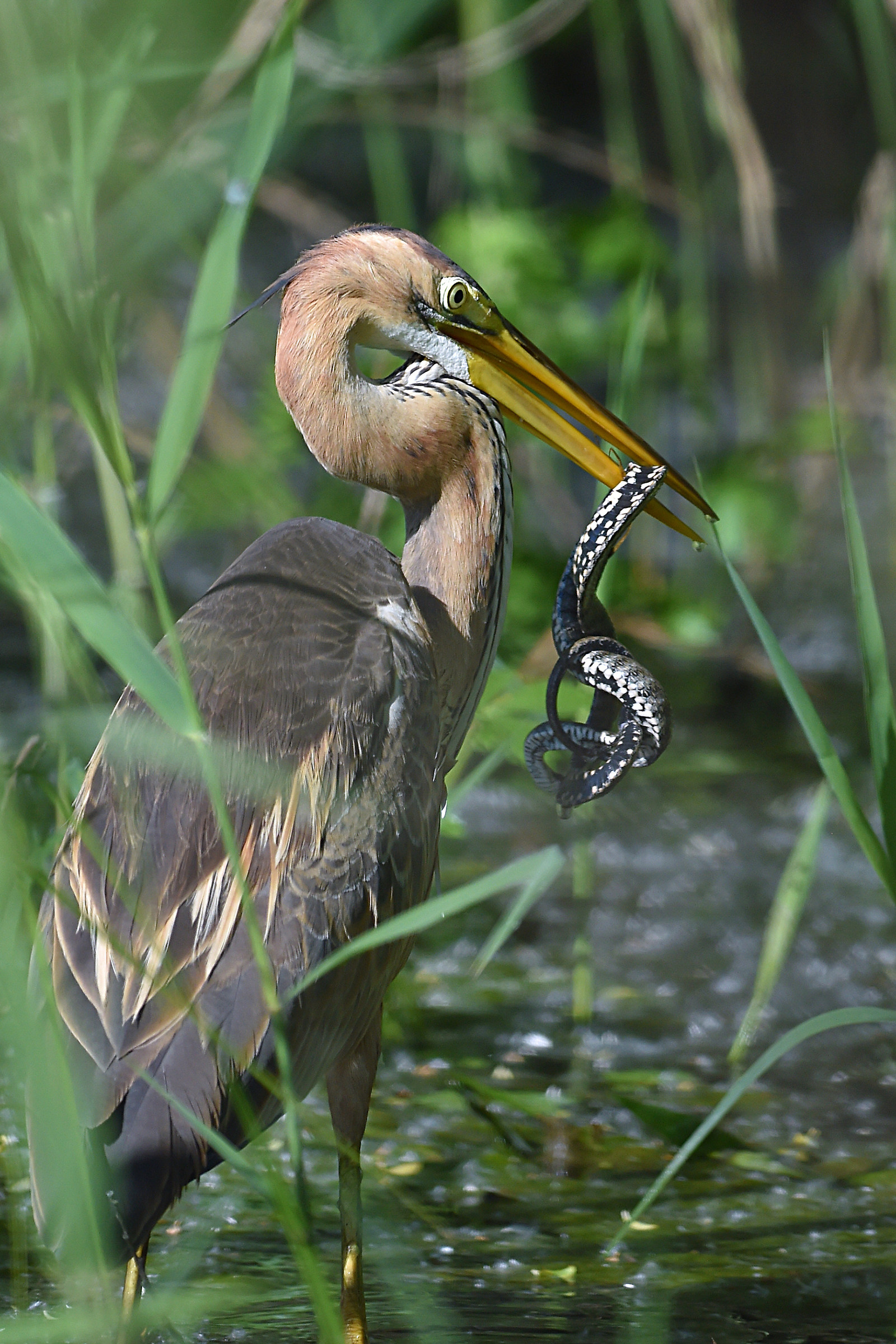 Tangled prey.....  (Airone rosso)