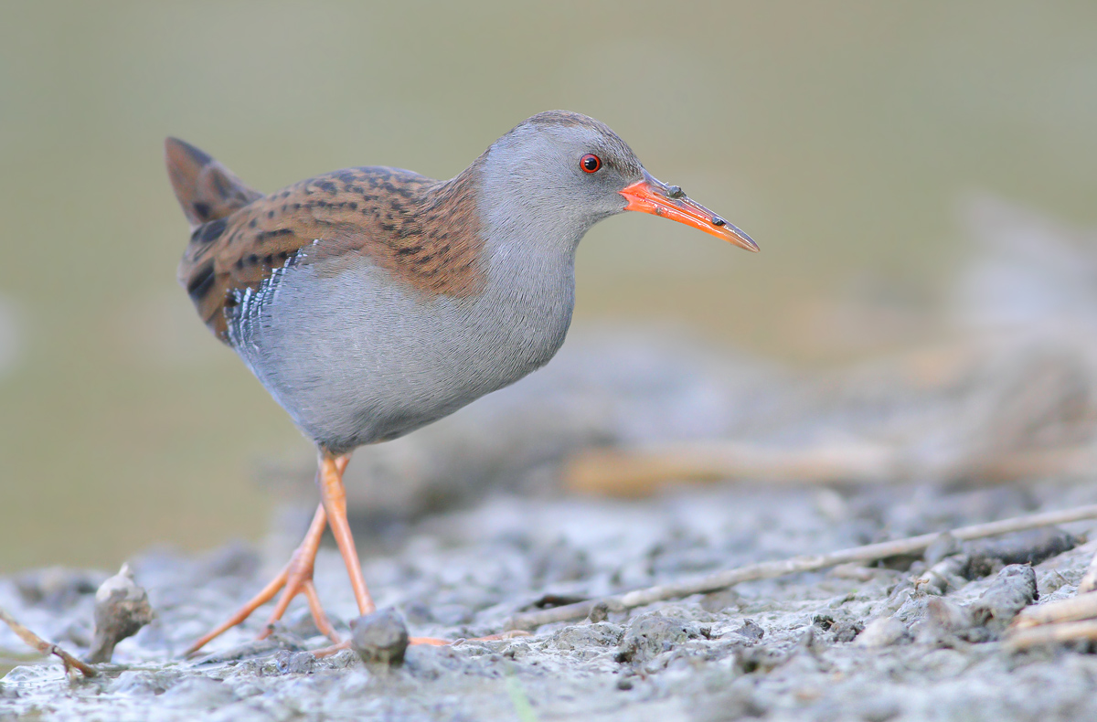 Water Rail