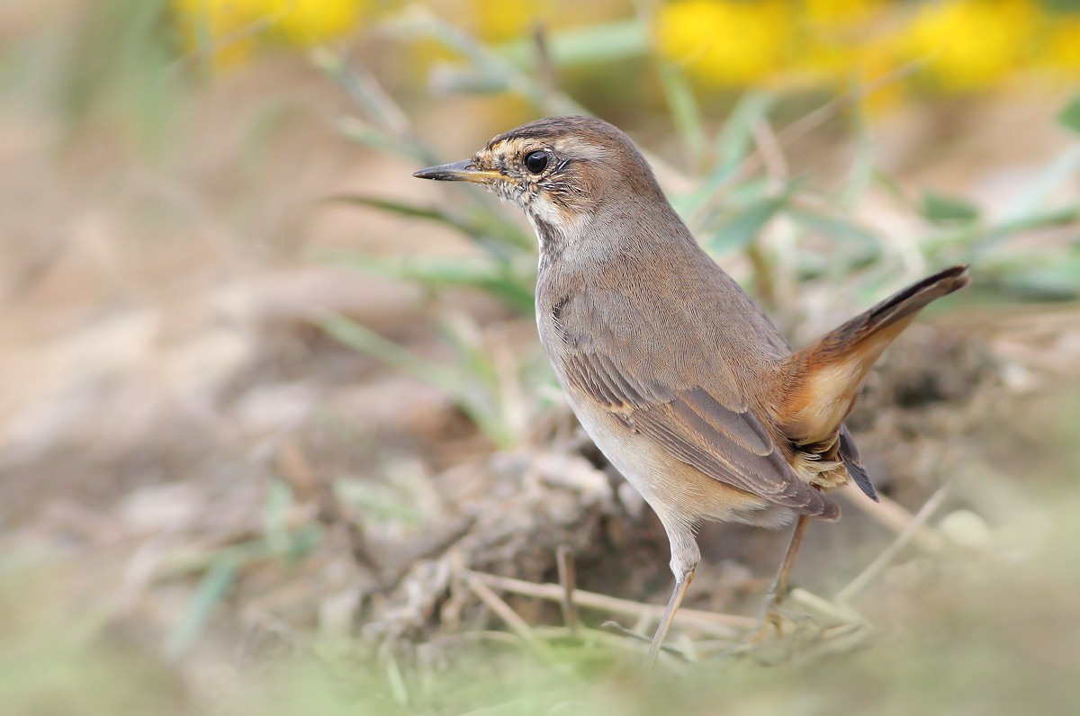 Bluethroat