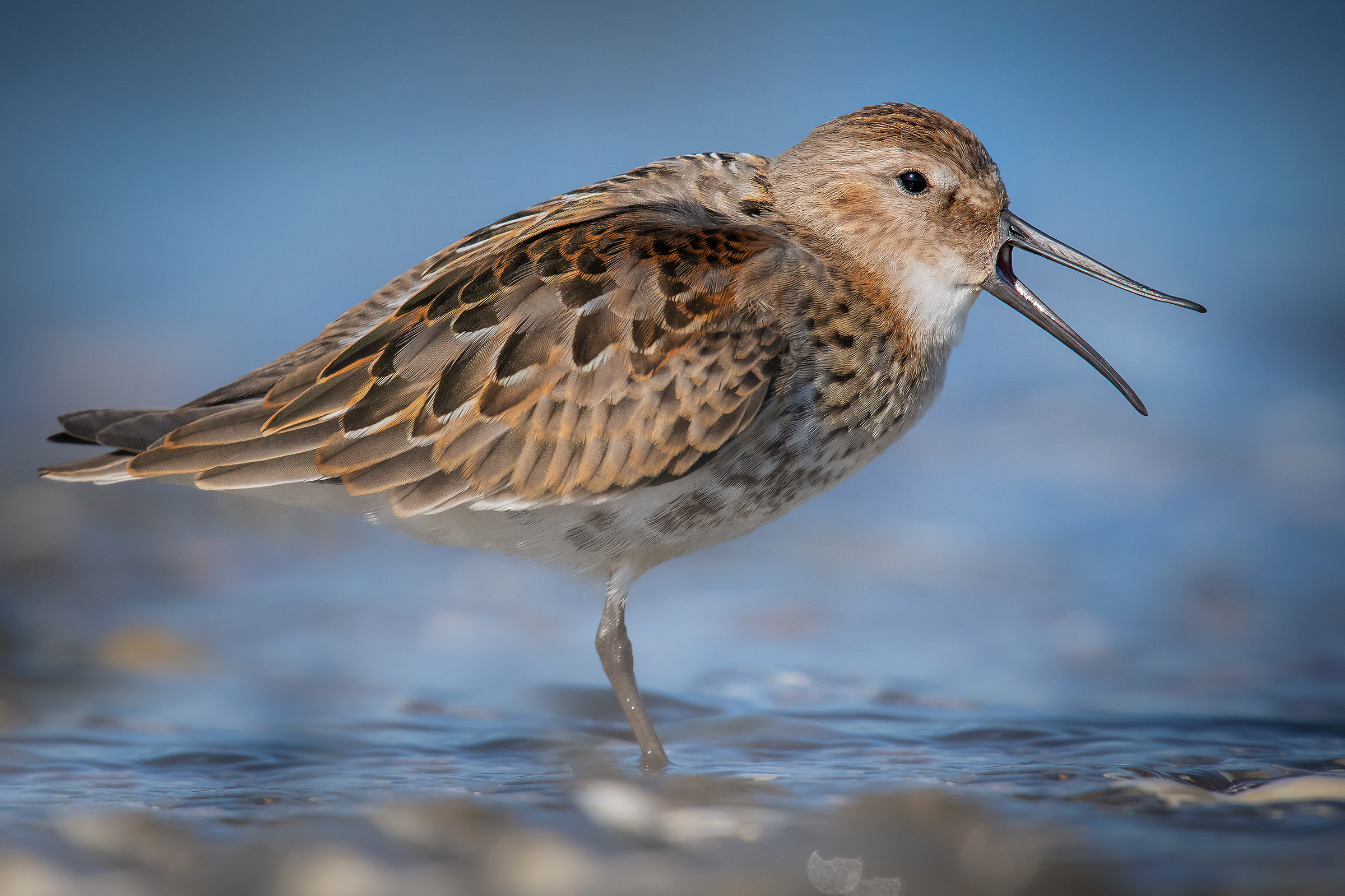 piovanello pancianera