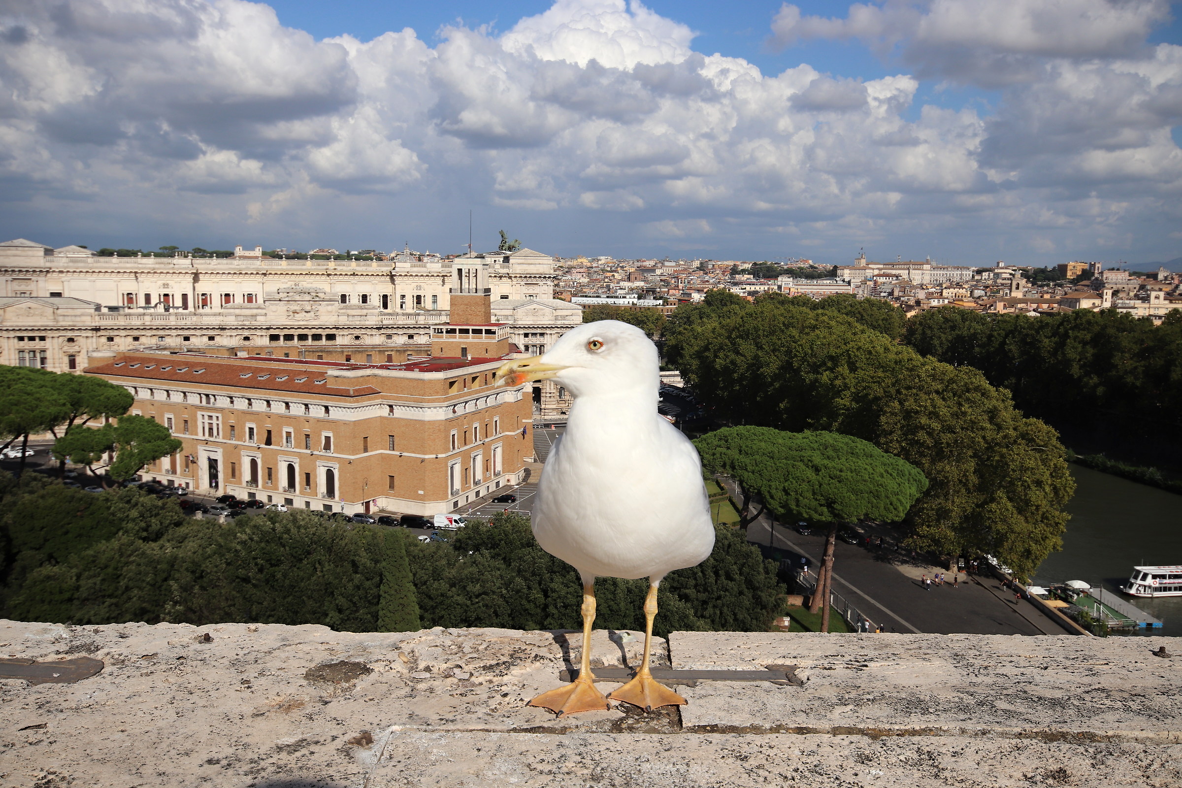 Seagull on the rooftops of Rome