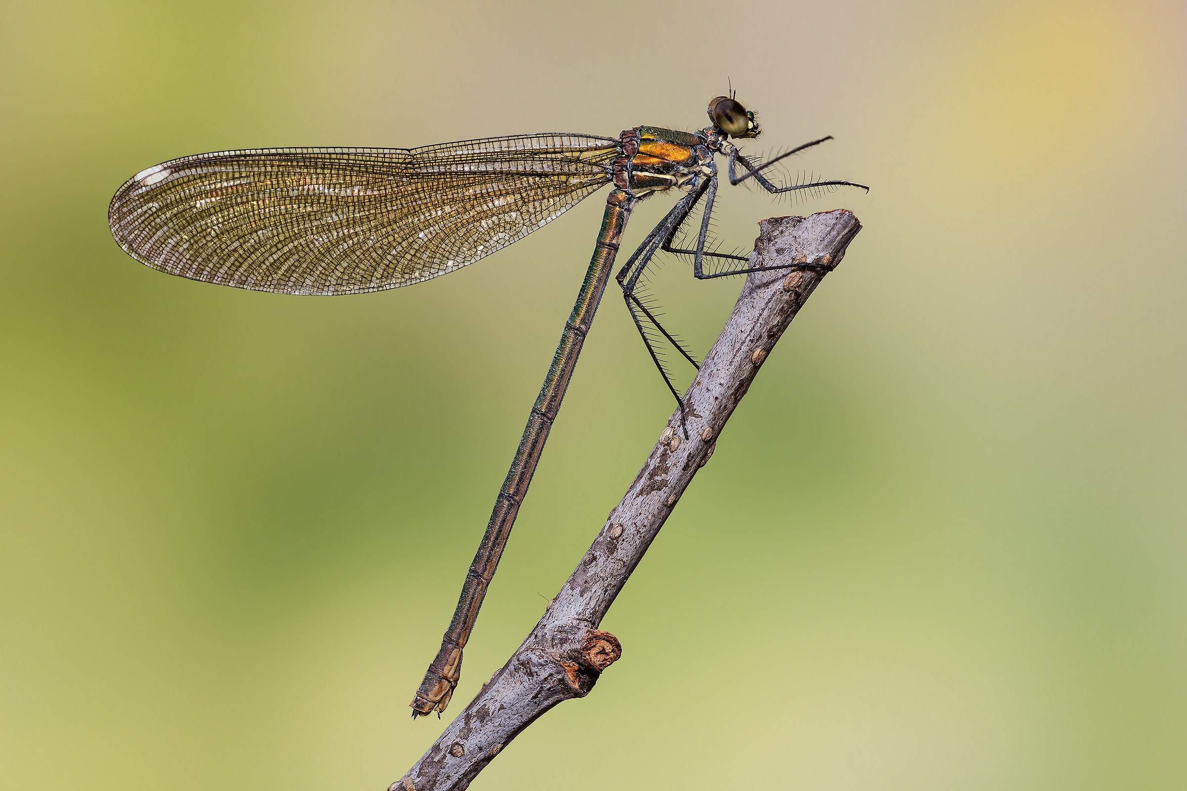Calopteryx splendens