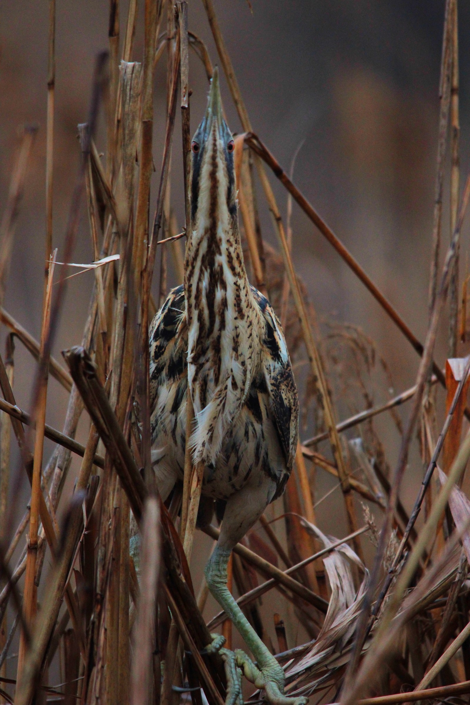 bittern, Provaglio D'iseo