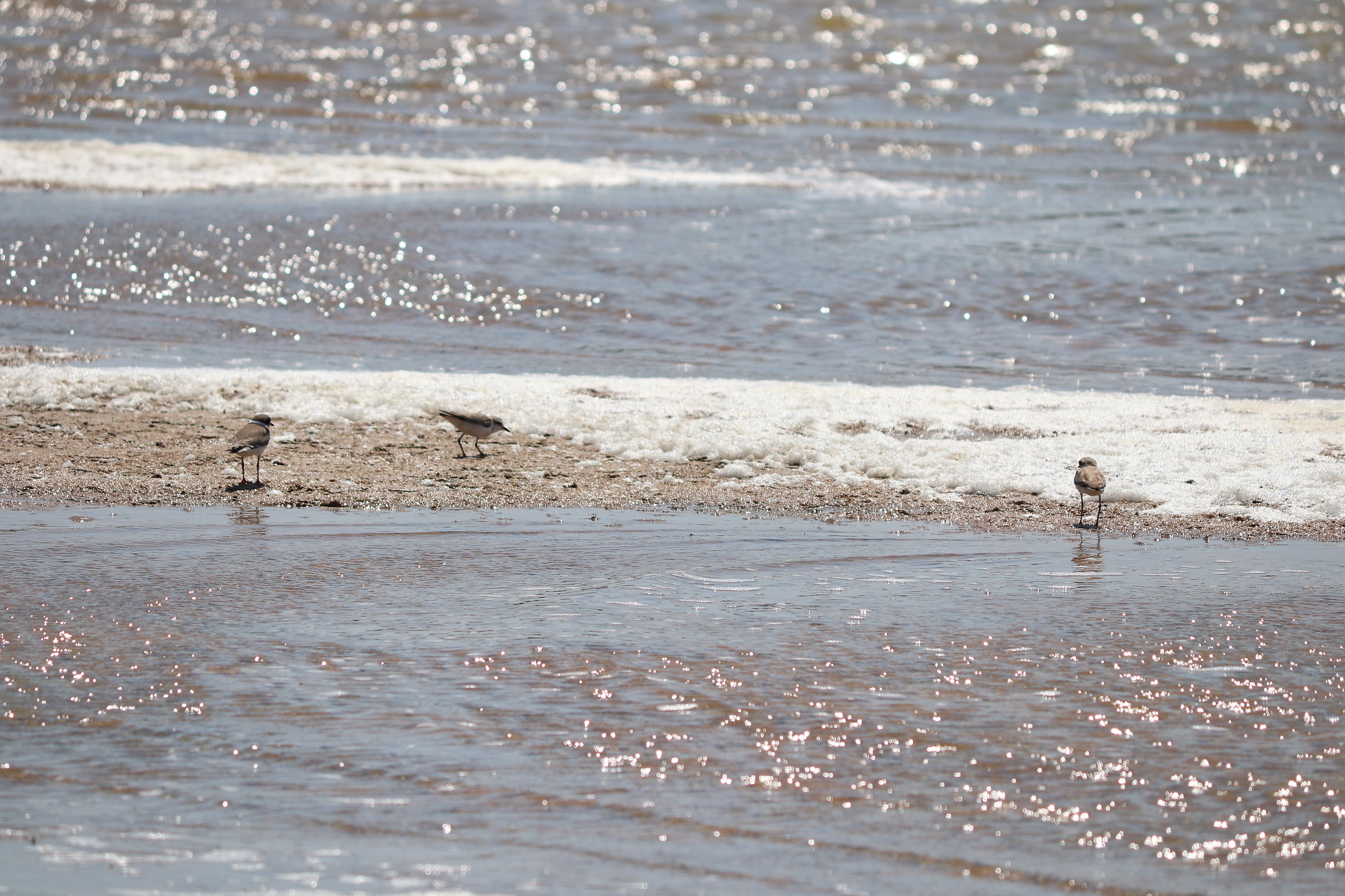 Waders in action patrolling