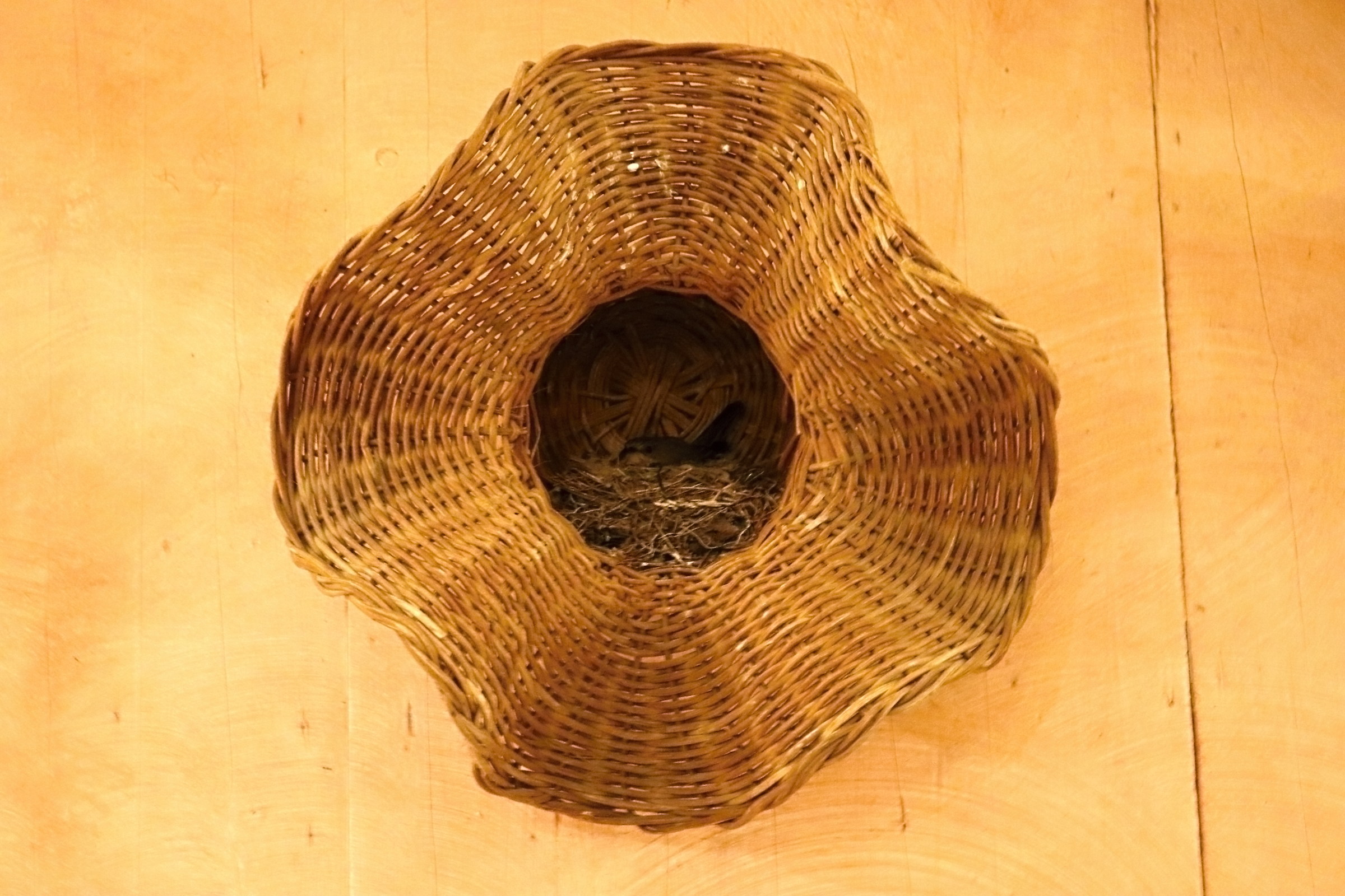 Capinera in Muravera