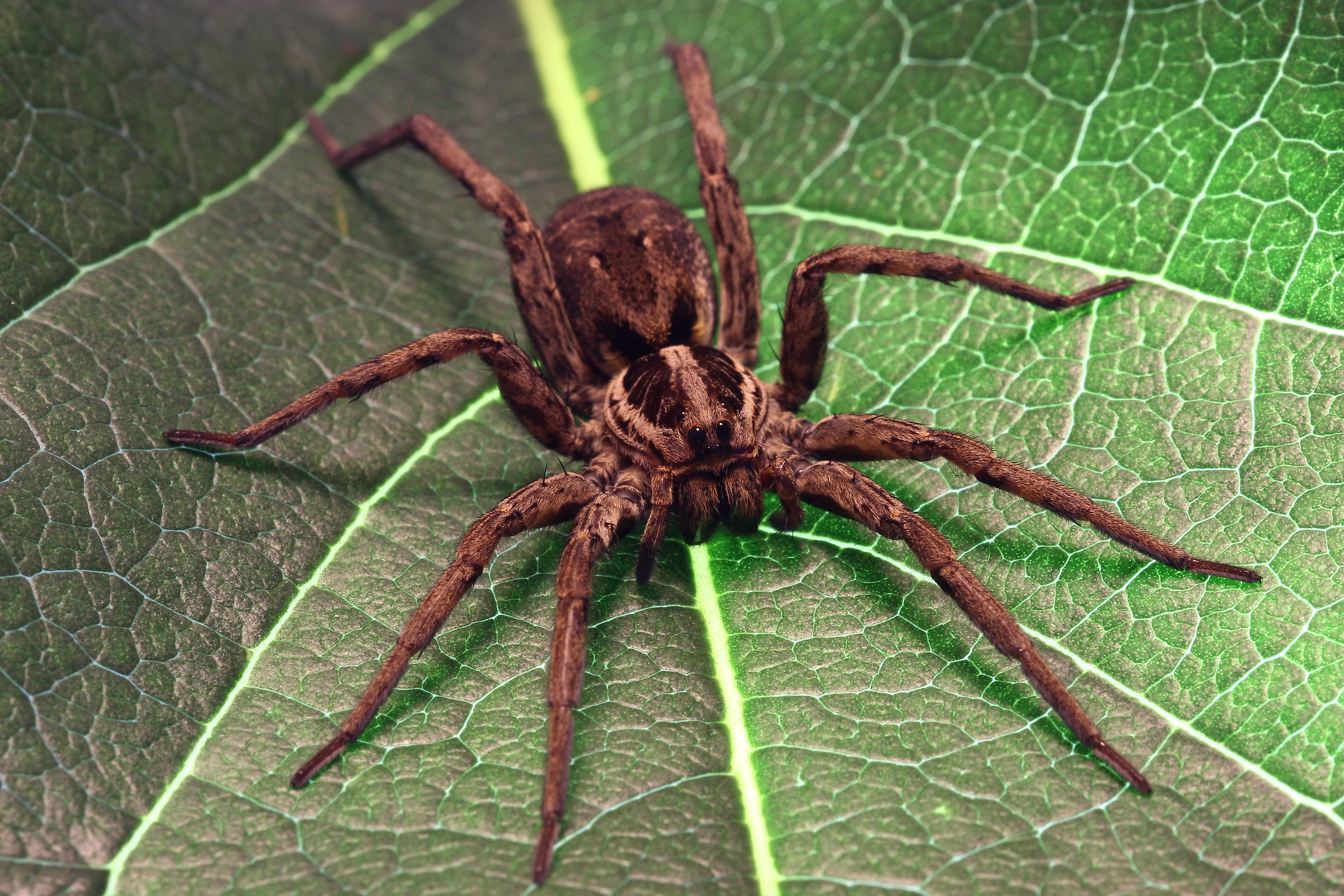 Wolf spider on leaf