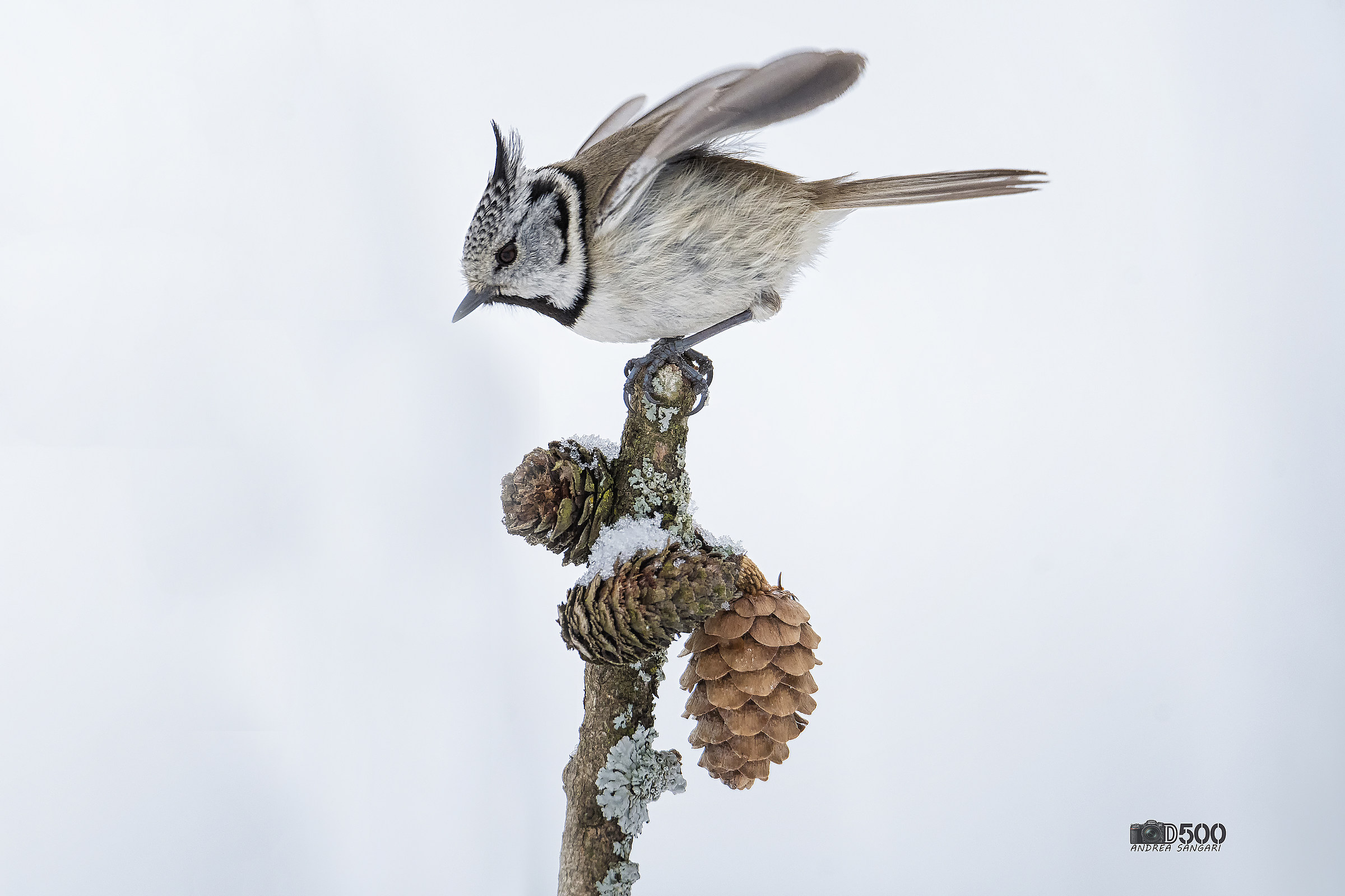 The Cincia from the winter Wibe