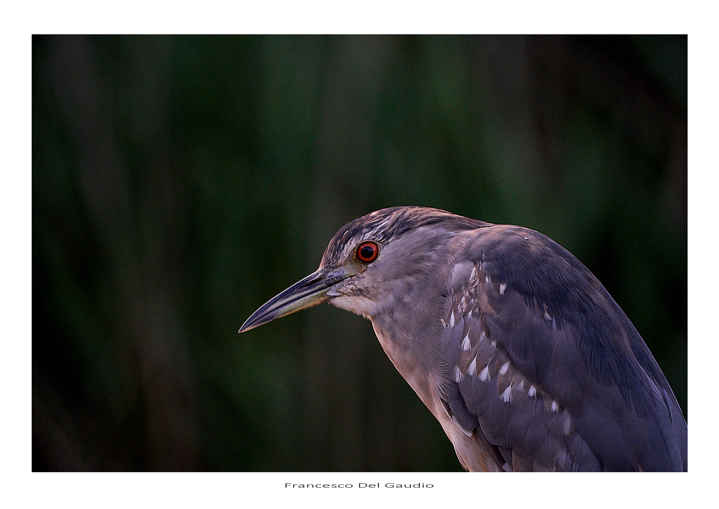 Night Heron
