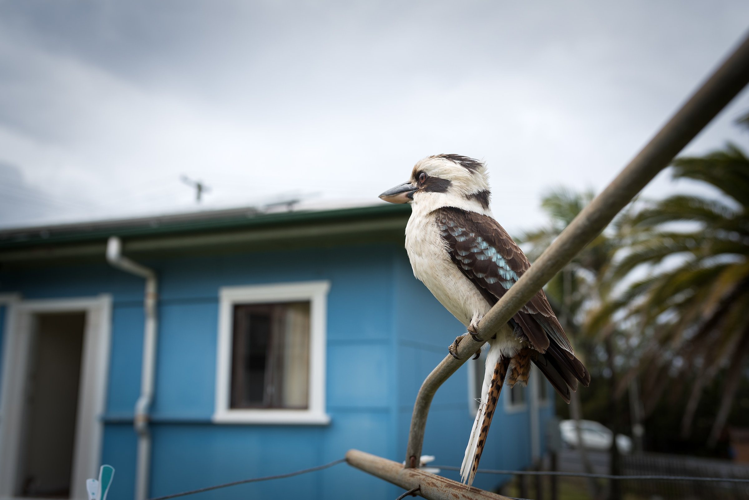 Kookaburra