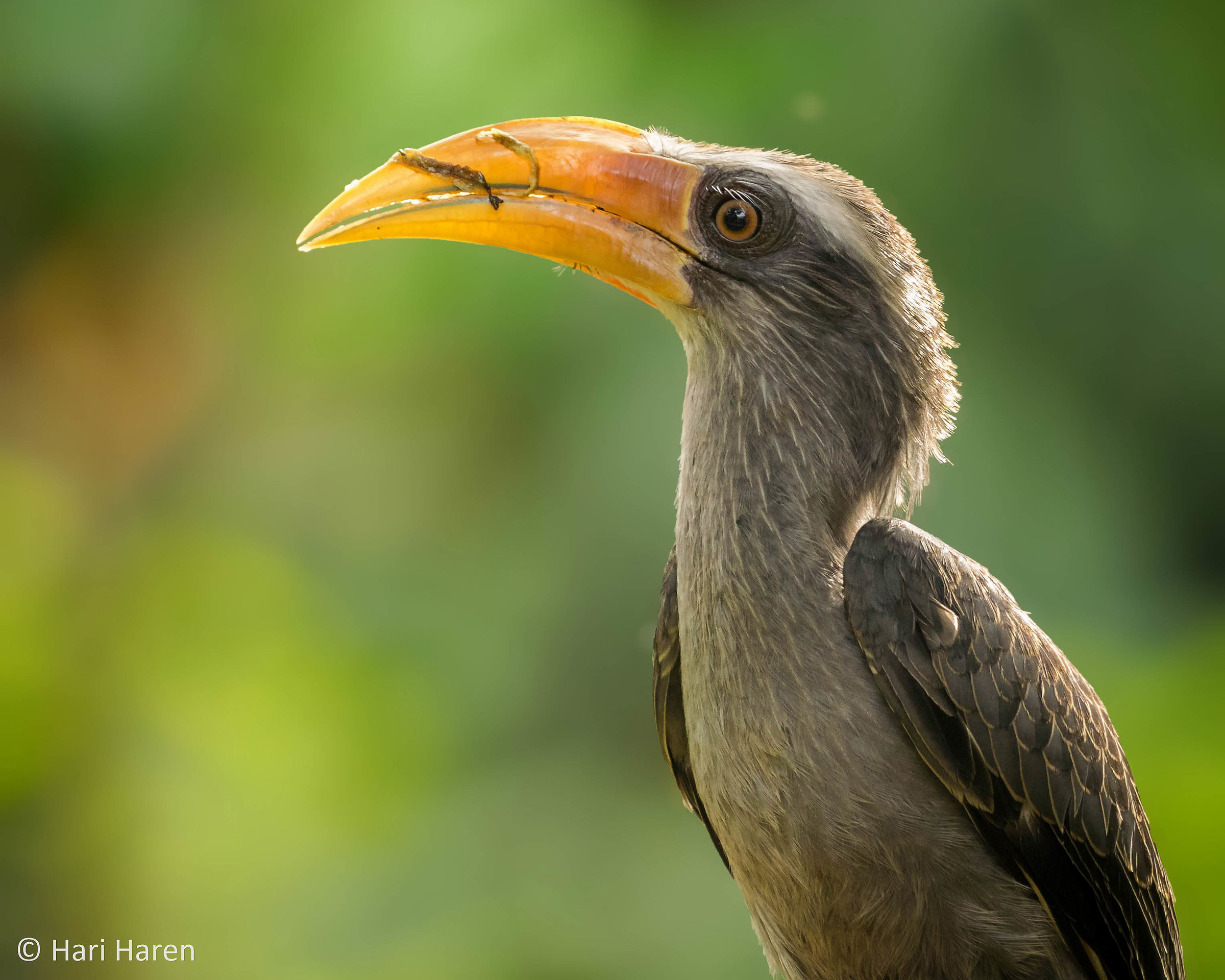 Malabar grey hornbill