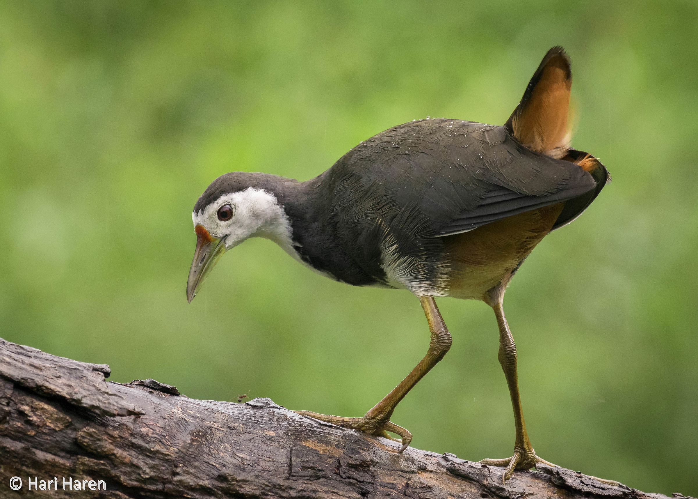 White breasted waterhen