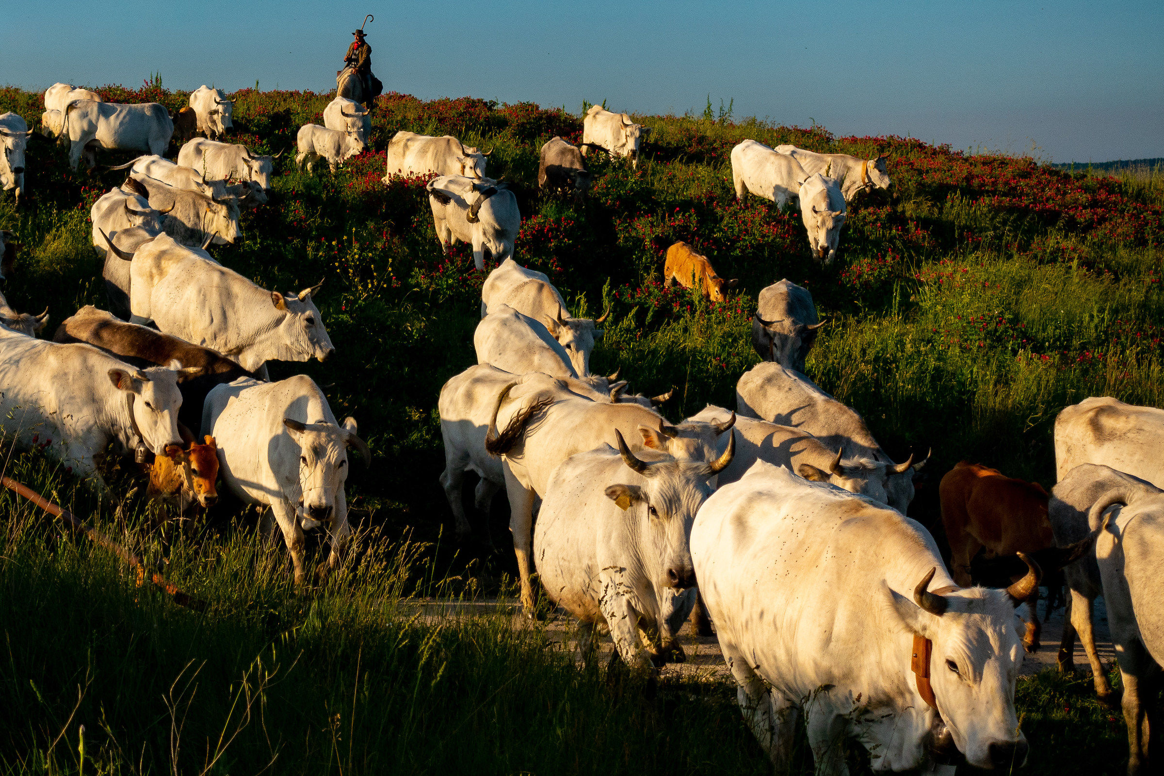 La Transumanza in Agro di Matrice (cb)