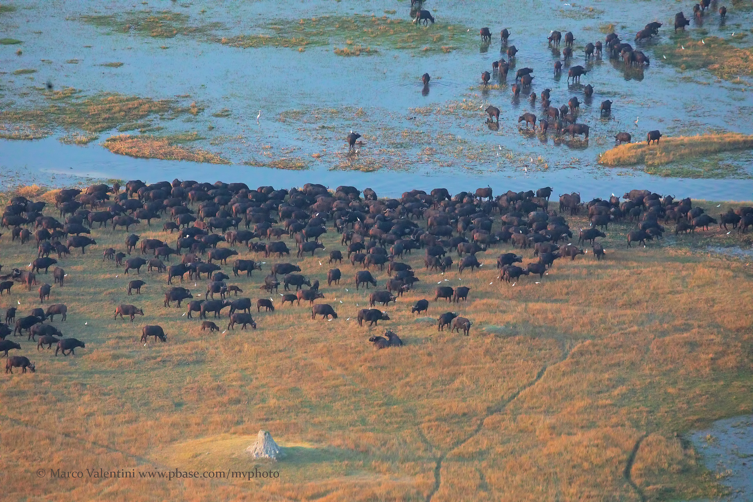 African Buffaloes