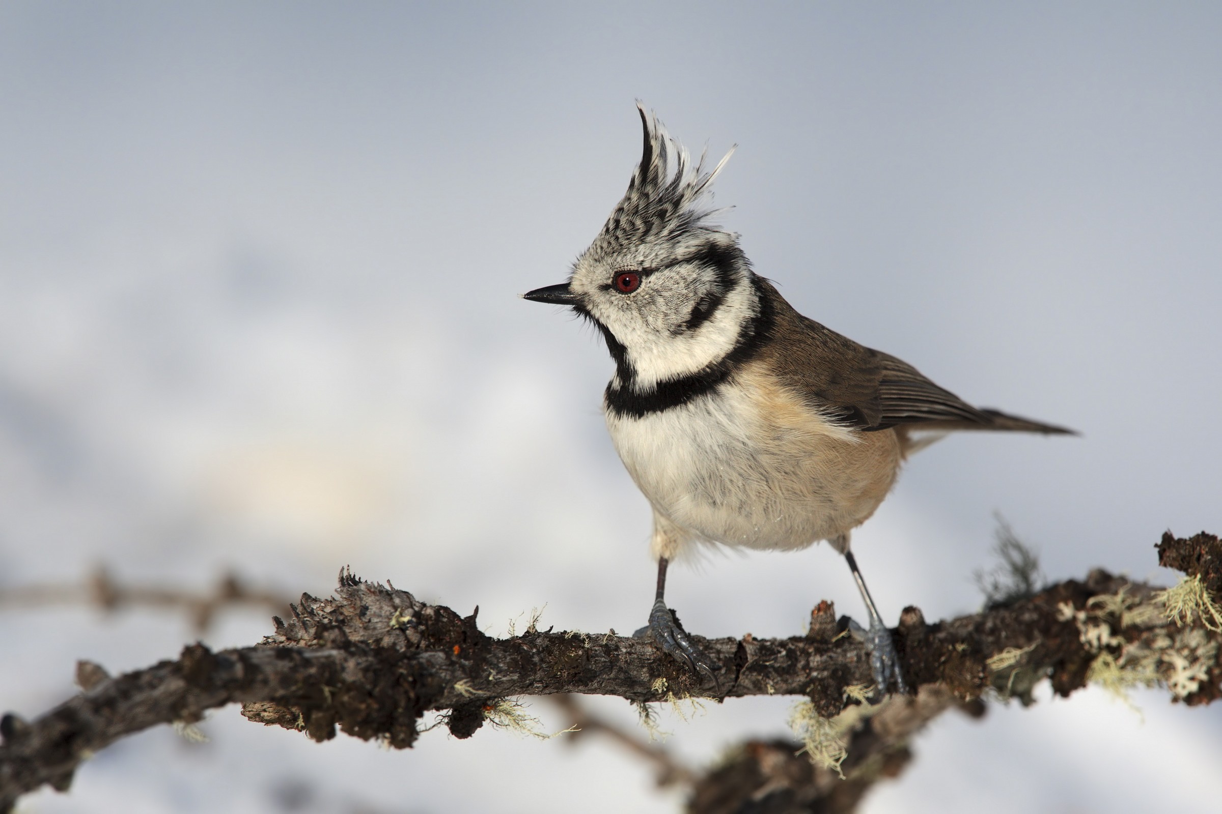 Crested Tit