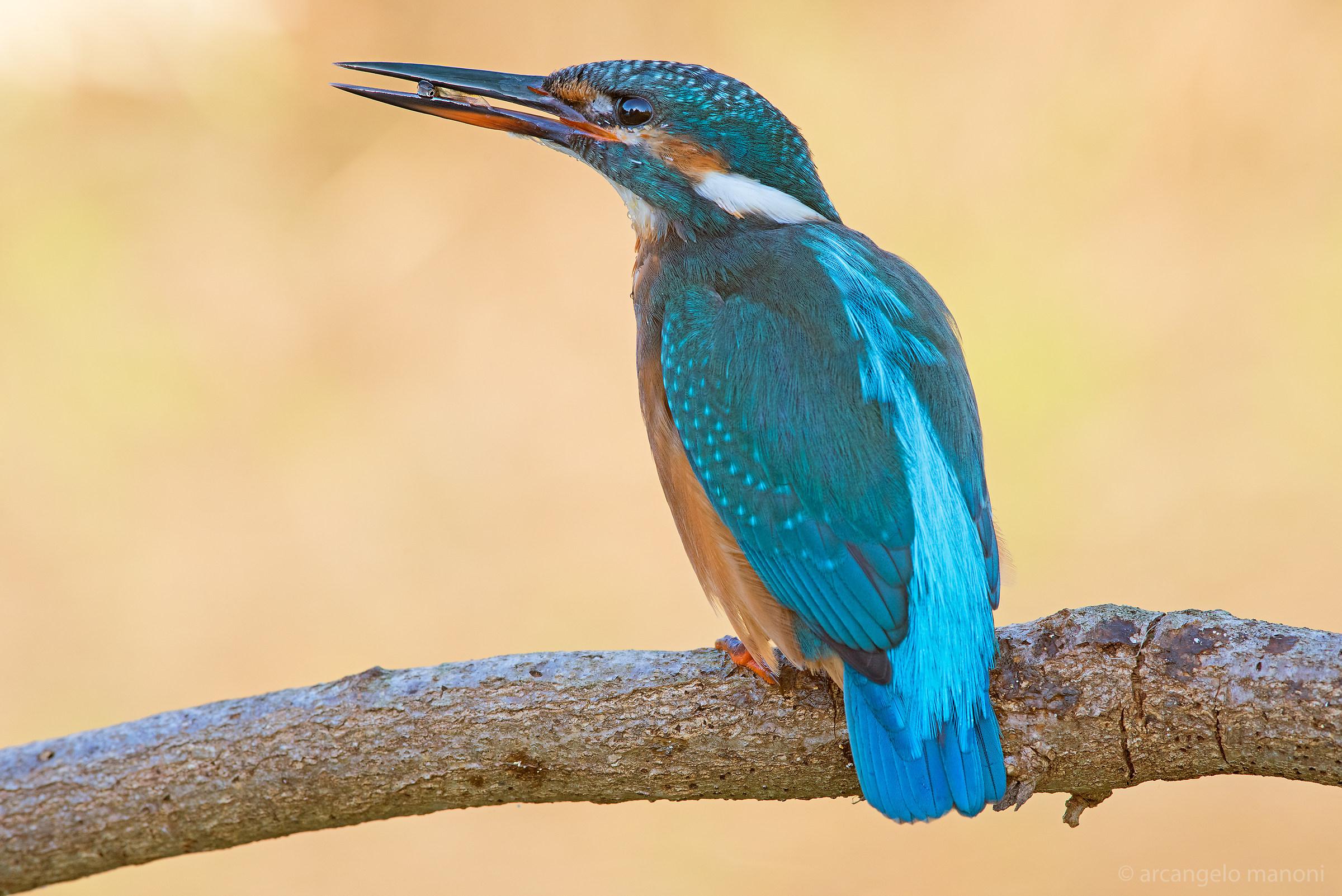 Trappola mortale per piccoli pesci