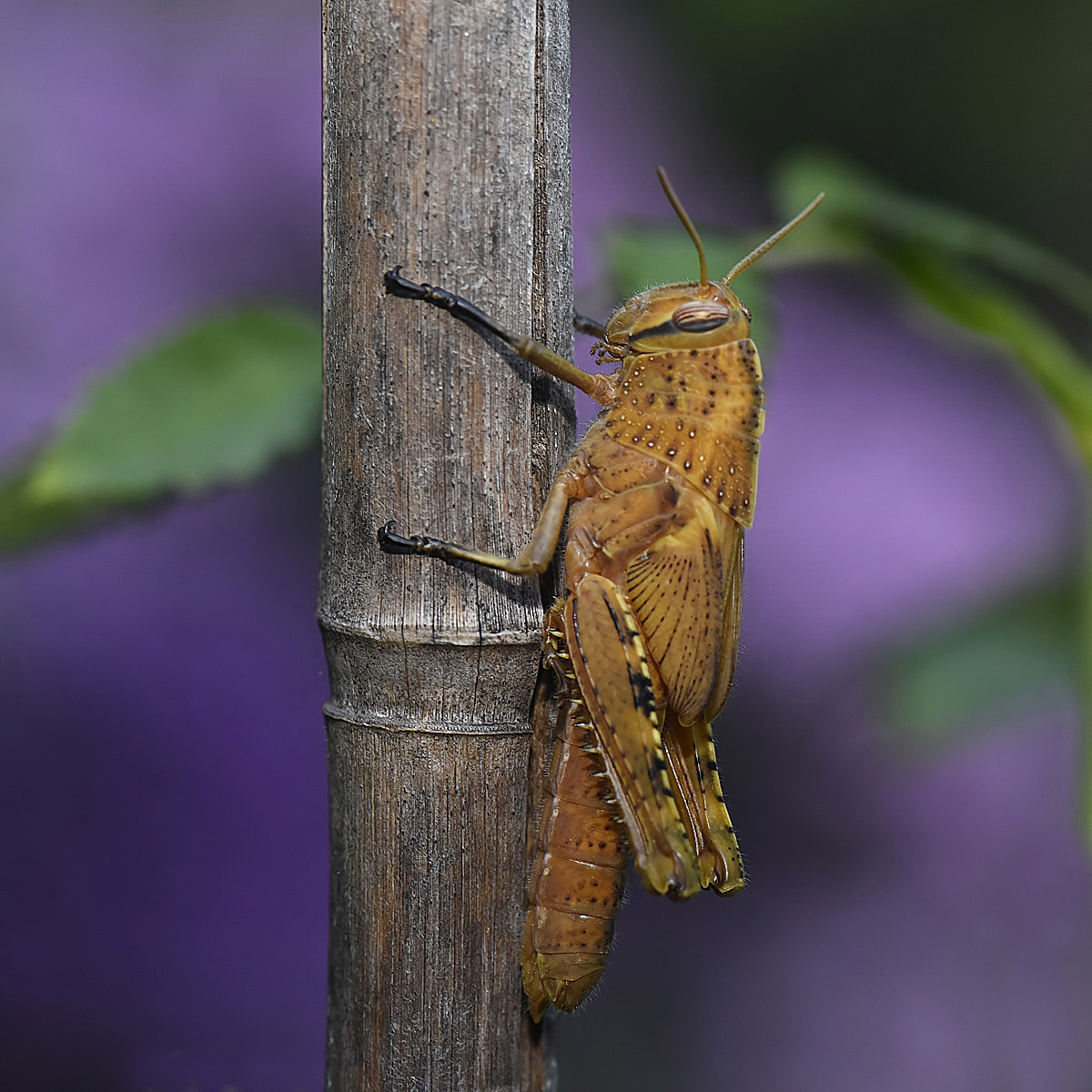 Grasshopper in garden