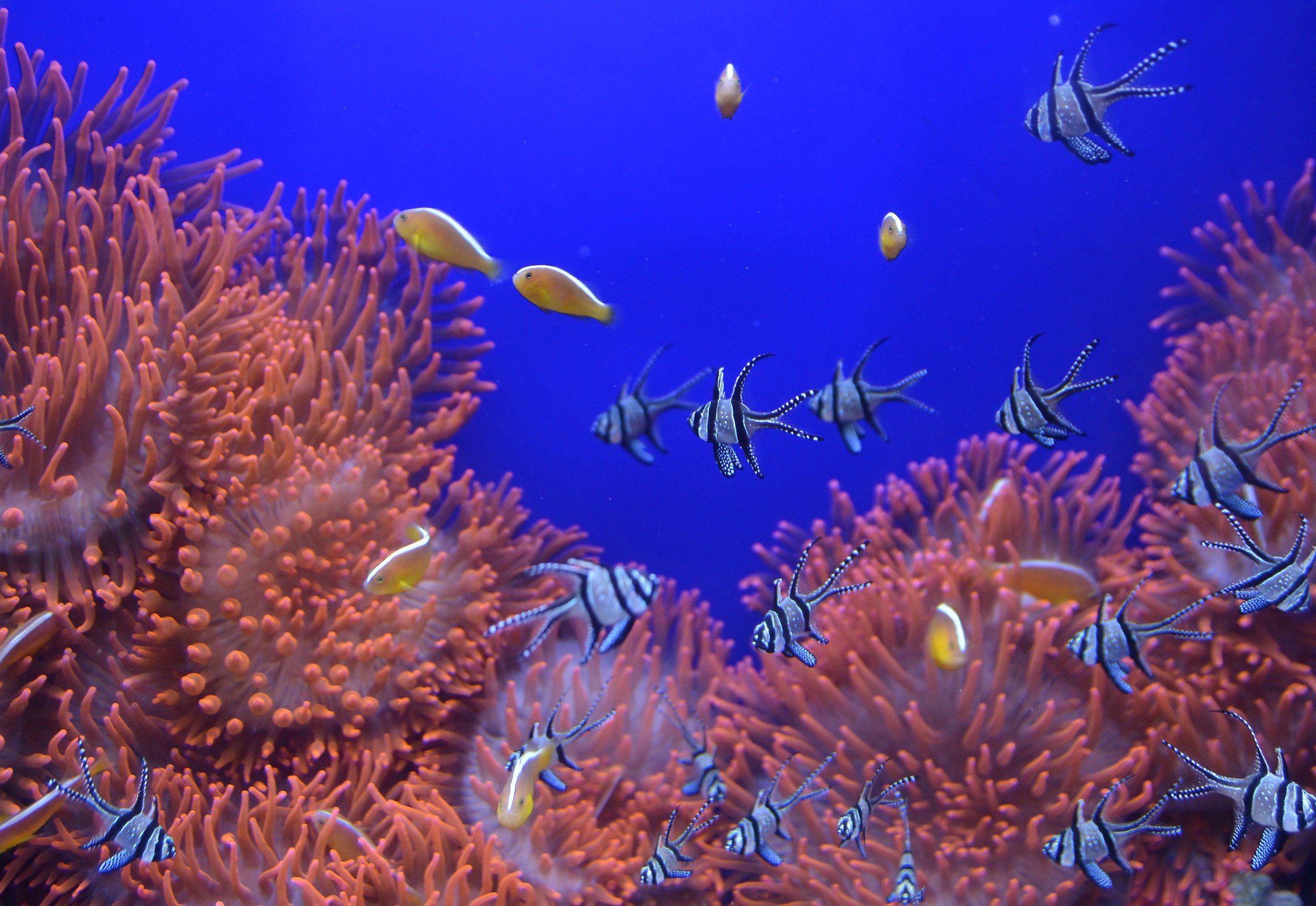 pesci cardinali tra coralli rossi