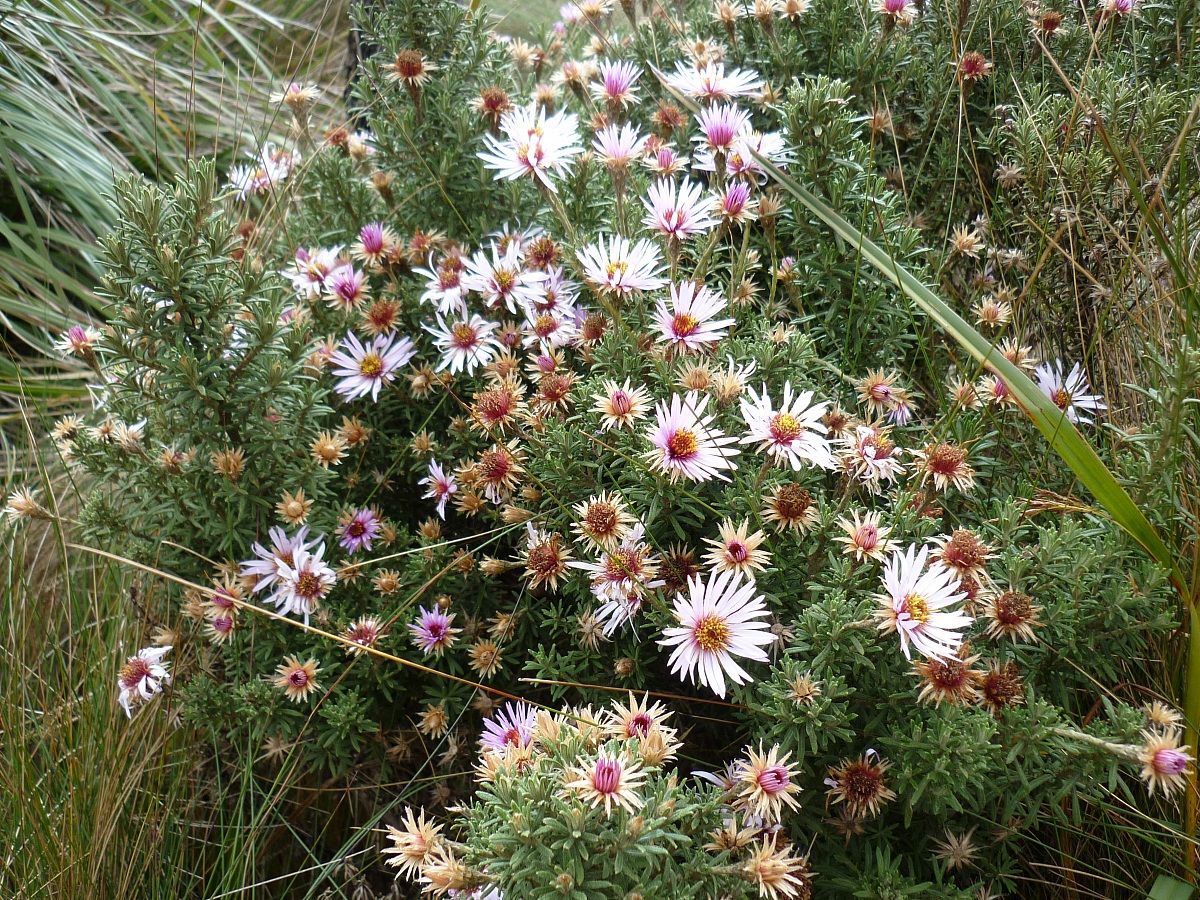 Flowers of high altitude