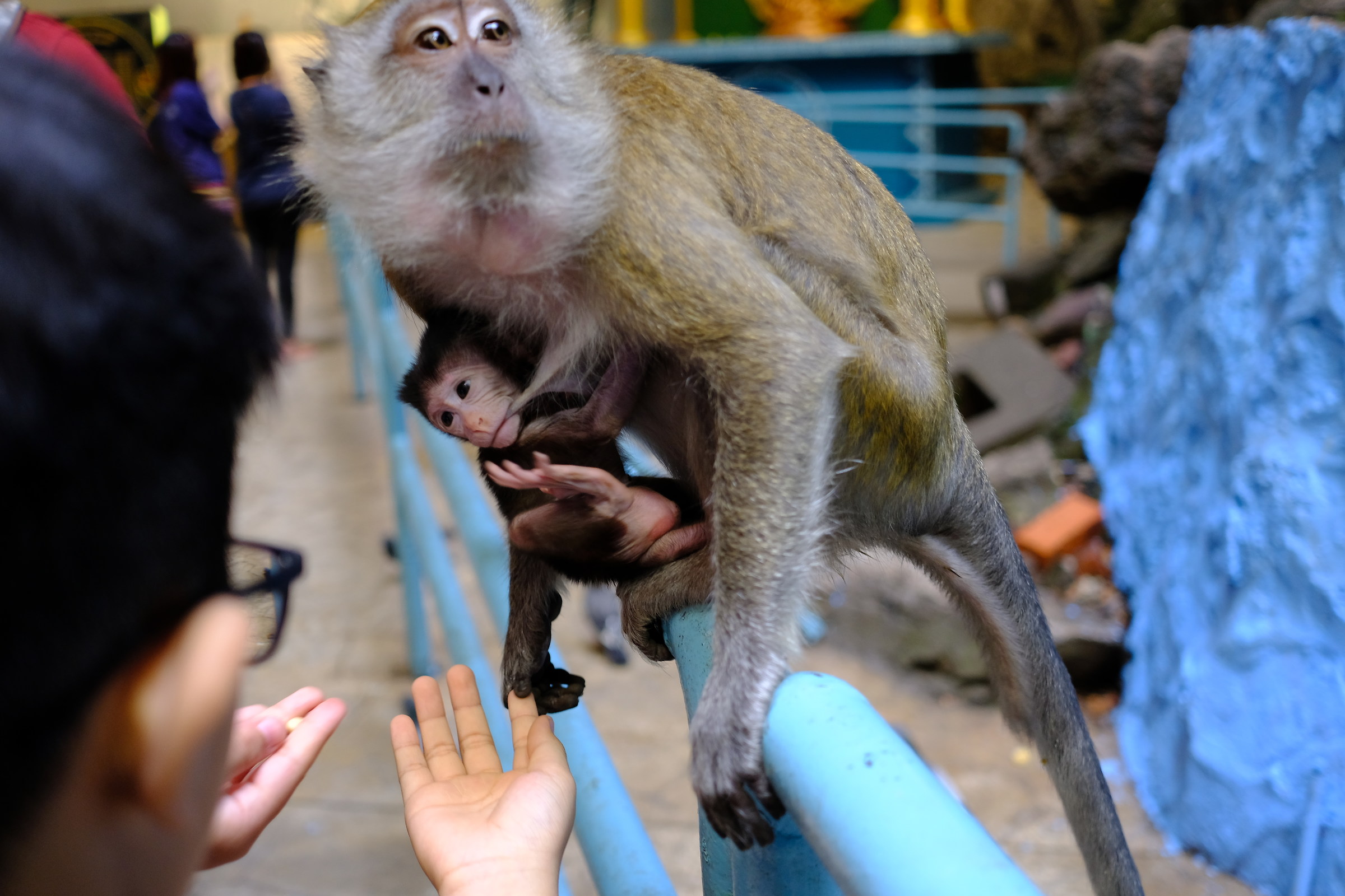 The Touch. Batu Caves Temple. Malaysia.