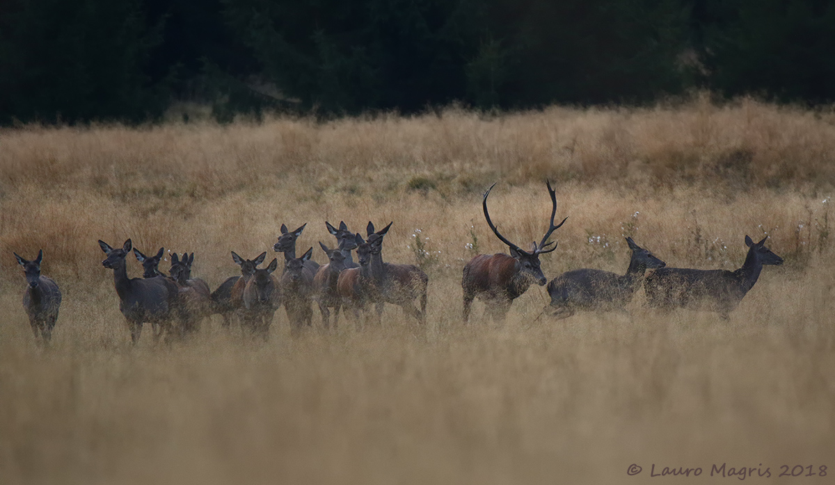 Corteggiamento (pan)