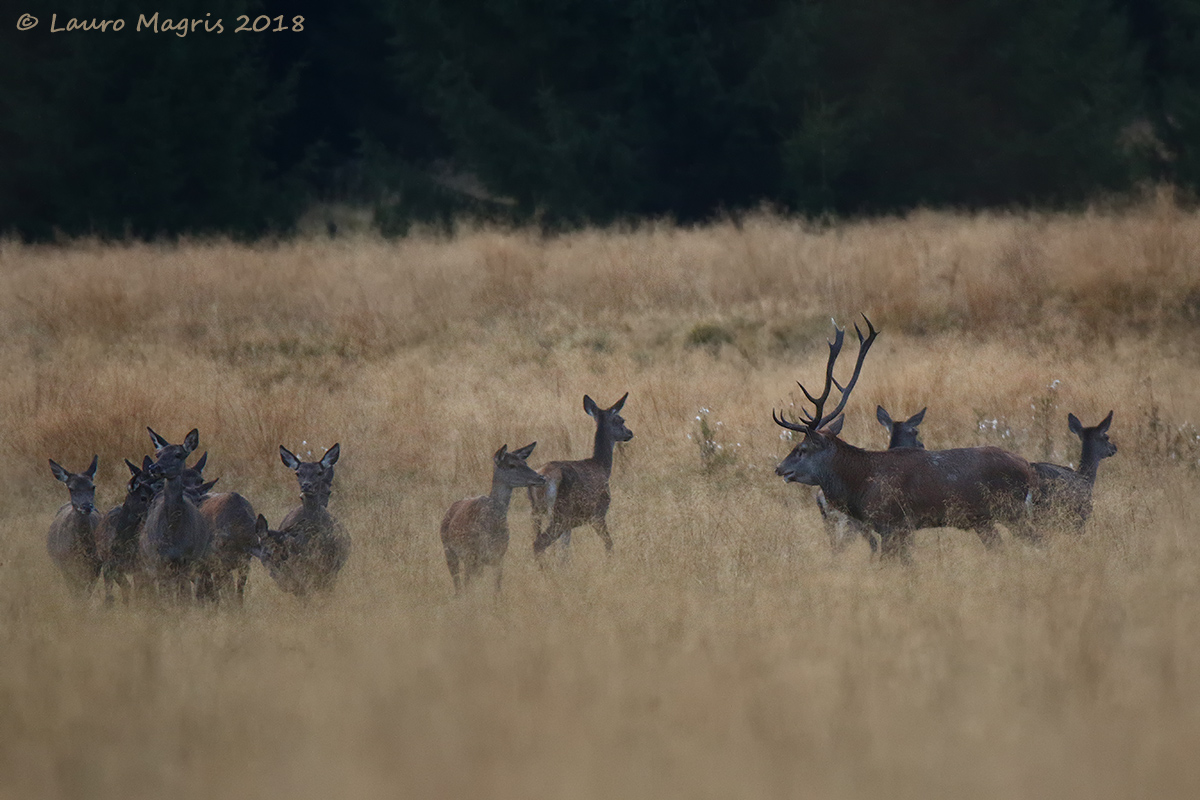 Il sultano e il suo harem