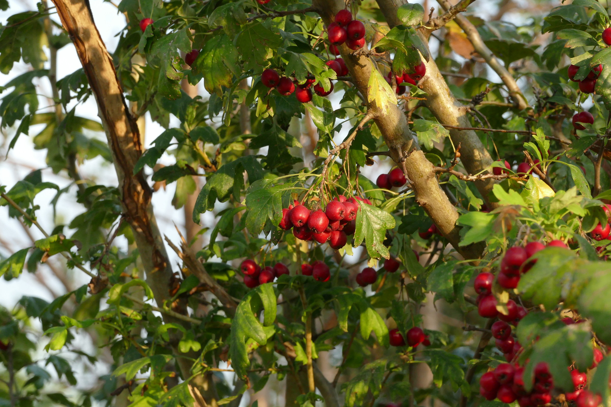 prime bacche autunnali