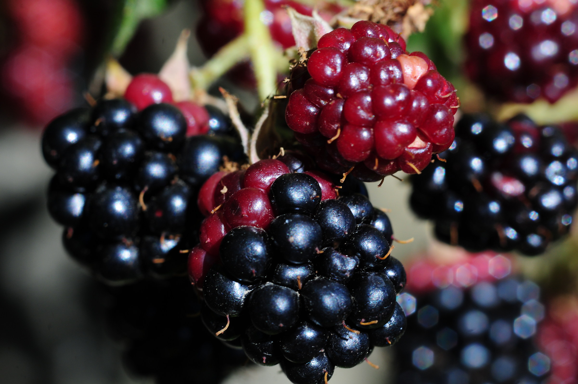 Blackberries or blondes