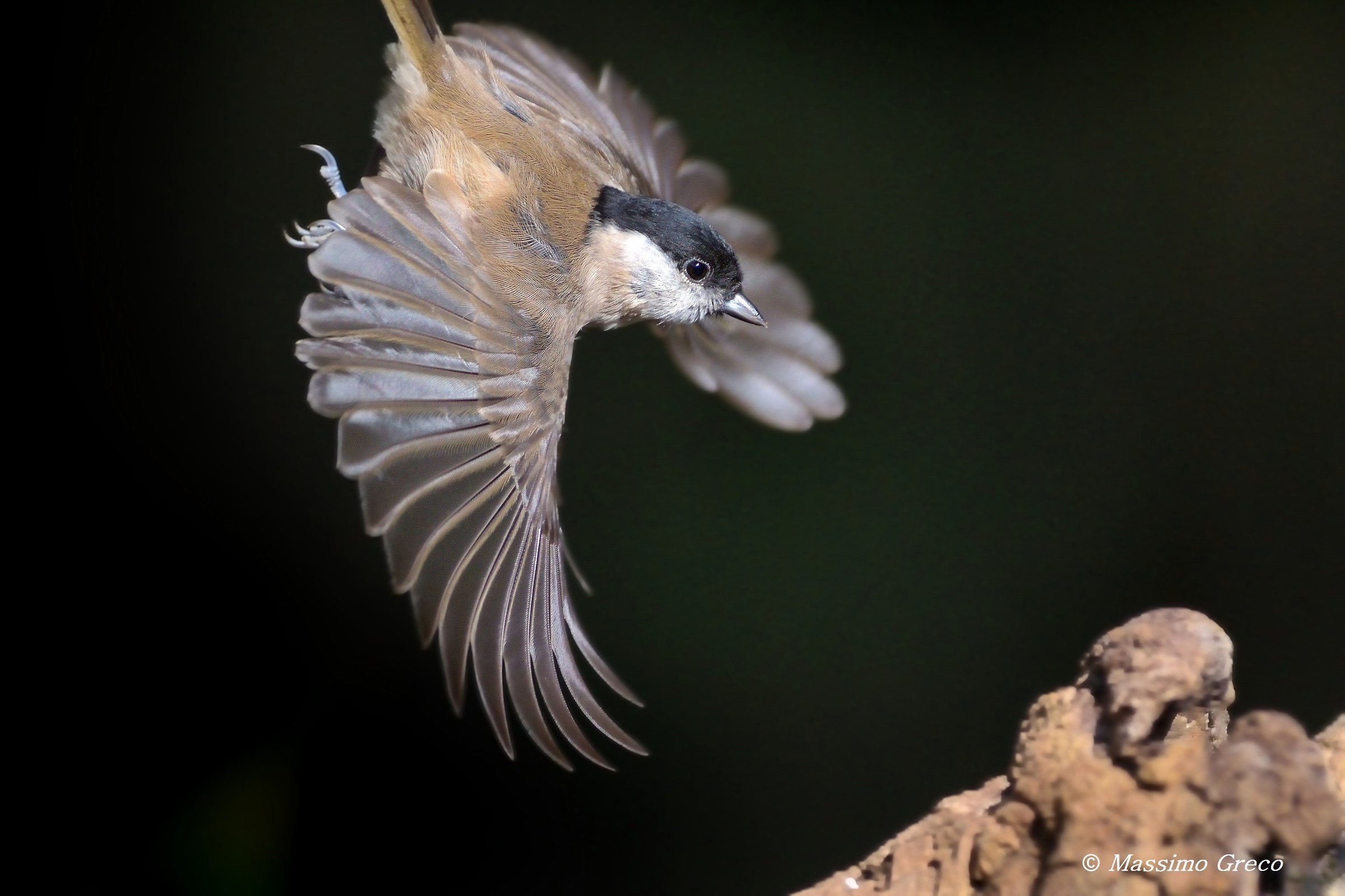 Barred (poecile Palustris)